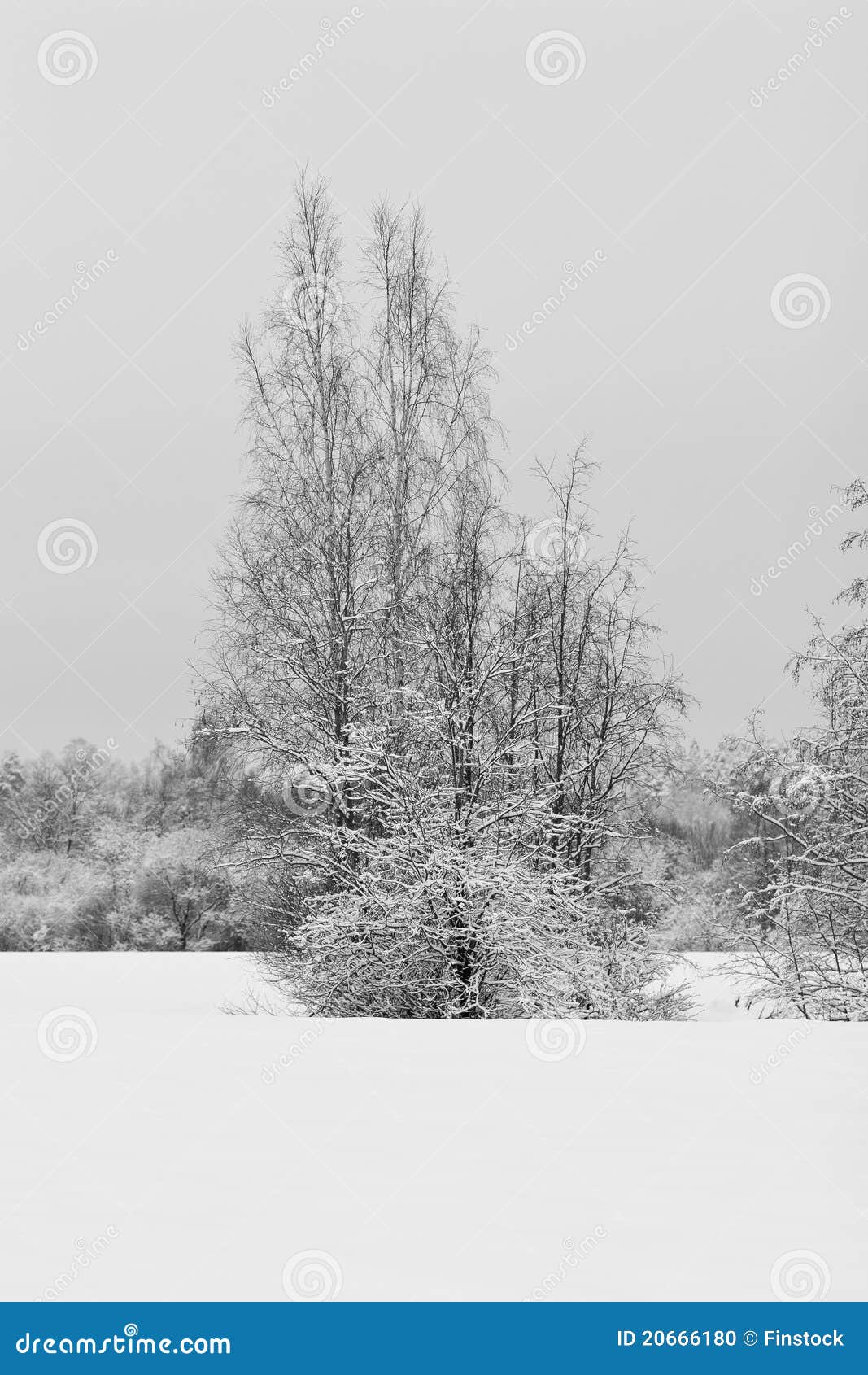 Tree in winter stock photo. Image of remote, overcast 20666180