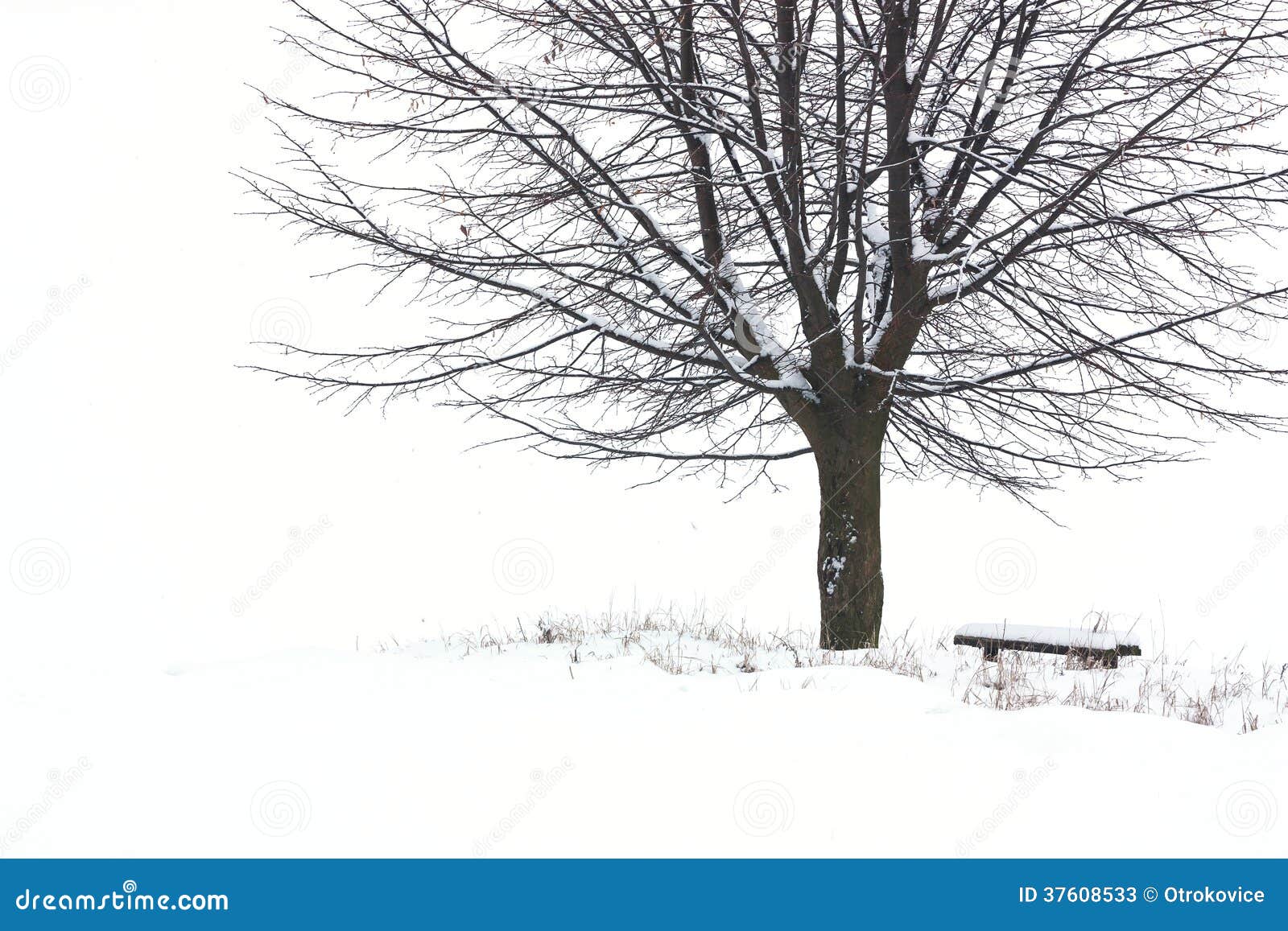 Tree in winter stock image. Image of hoarfrost, season 37608533