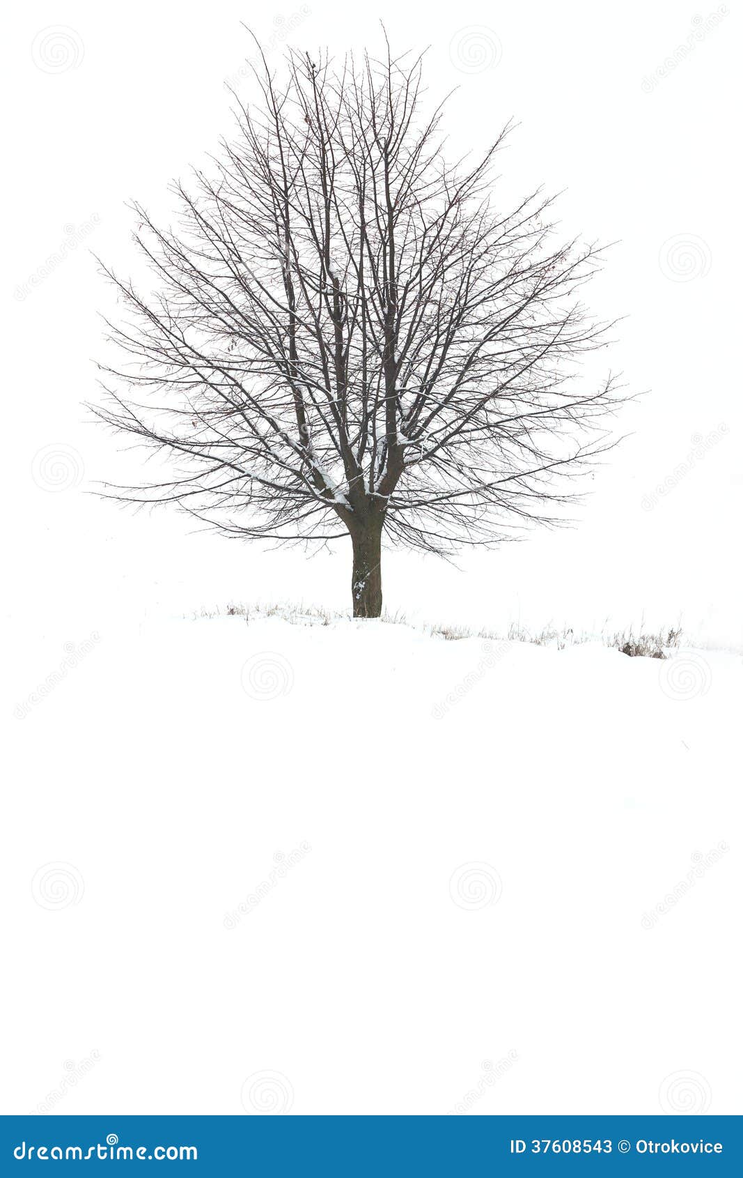 Tree in winter stock image. Image of freeze, bright, christmas 37608543