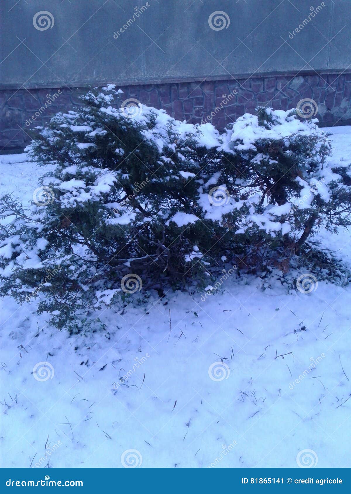 Tree in winter stock image. Image of white, season, winter 81865141