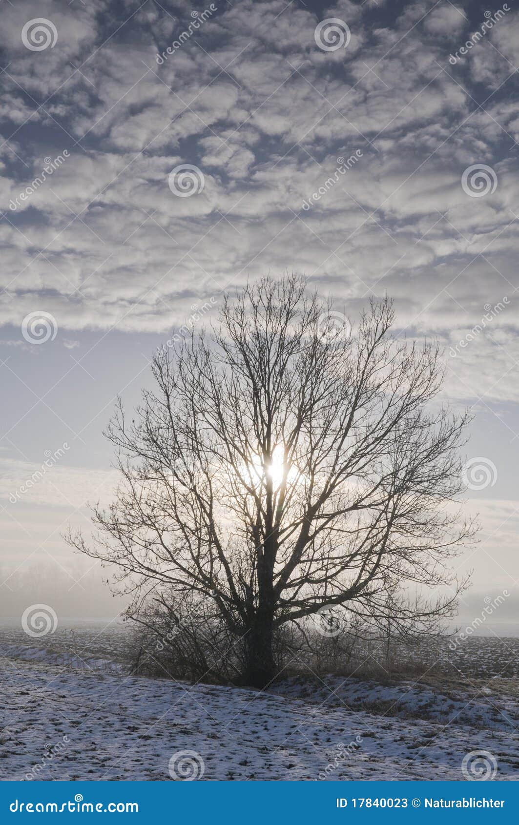 tree in wintry landscape