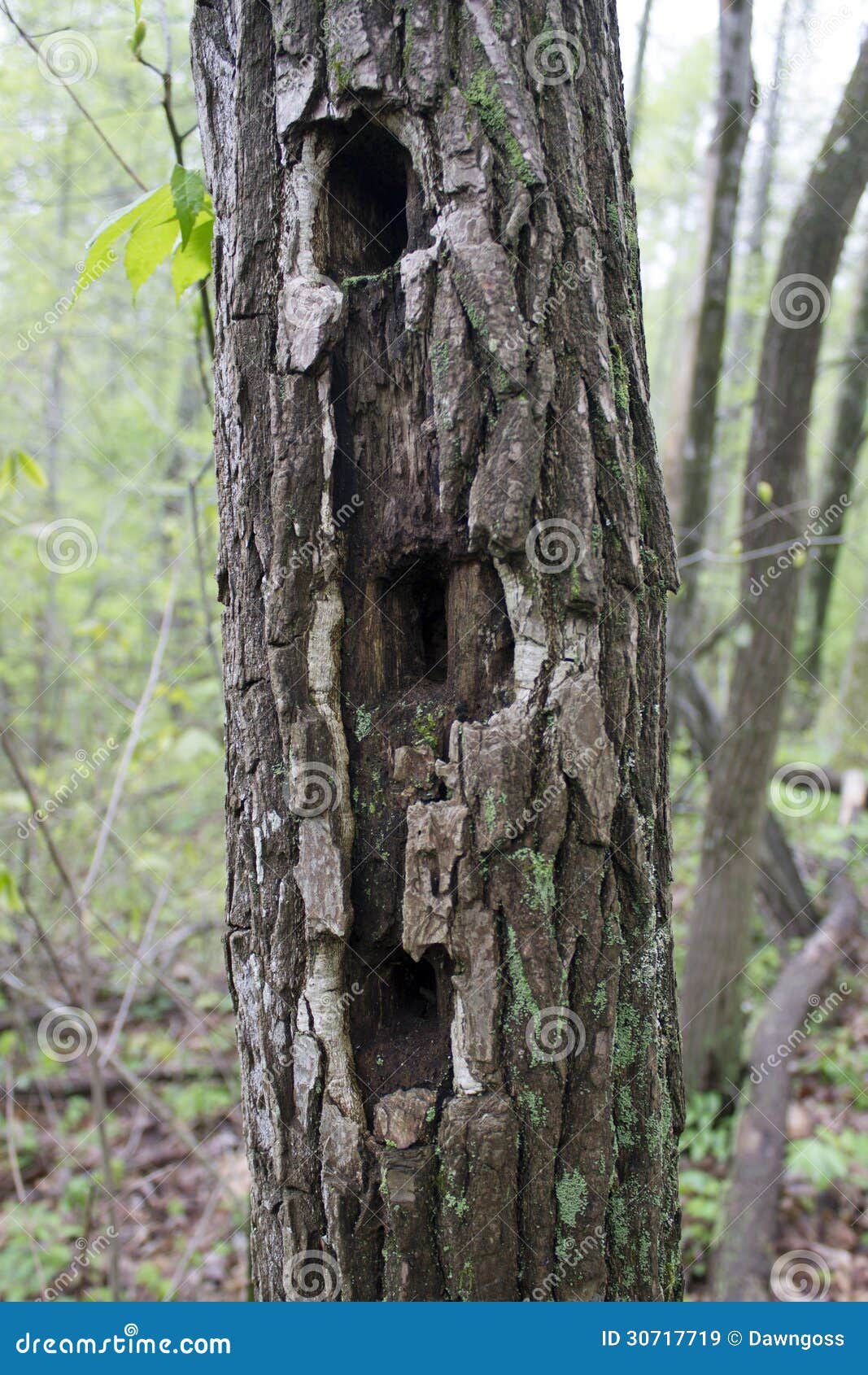Tree with Woodpecker Holes stock image. Image of bird - 30717719