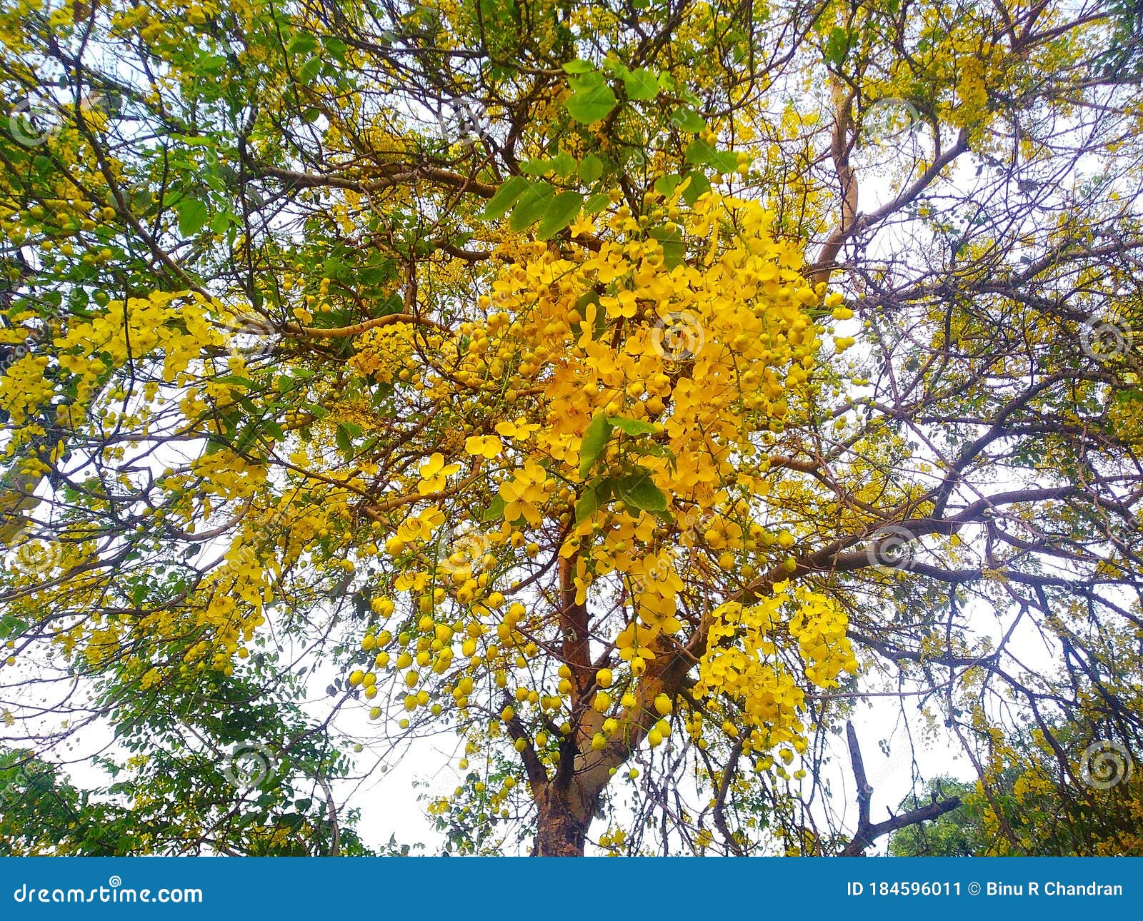 Tree yellow flower outdoor stock image. Image of flower 184596011