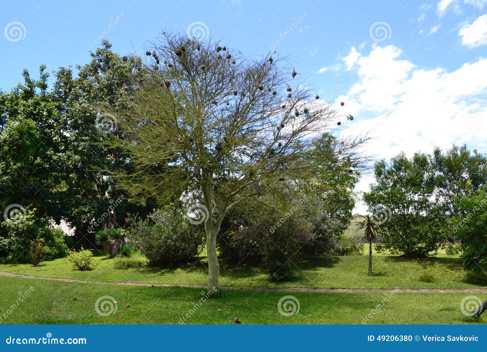 The tree in Zimbabwe. A wonderful day spent on the game reserve. The blue sky, greenery and wild animals around.