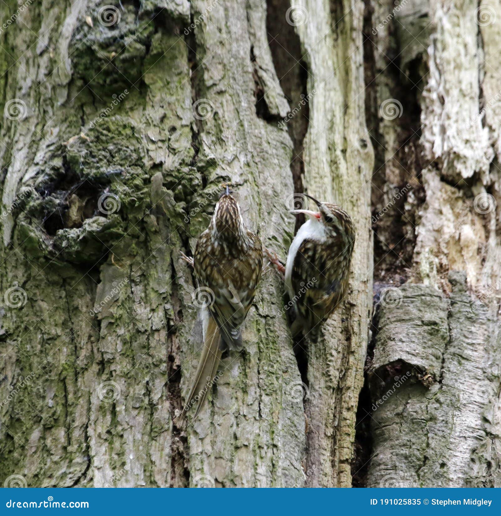 treecreepers feeding at the nest