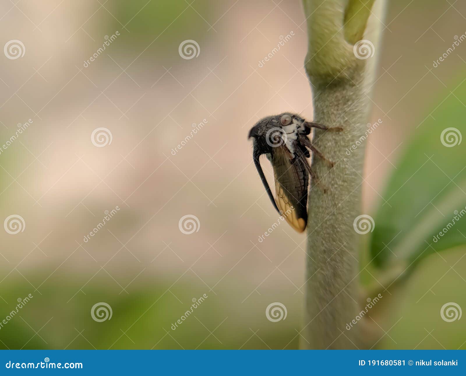 treehoppers and thorn bugs are members of the family membracidae, a group of insects related to the cicadas and the leafhoppers