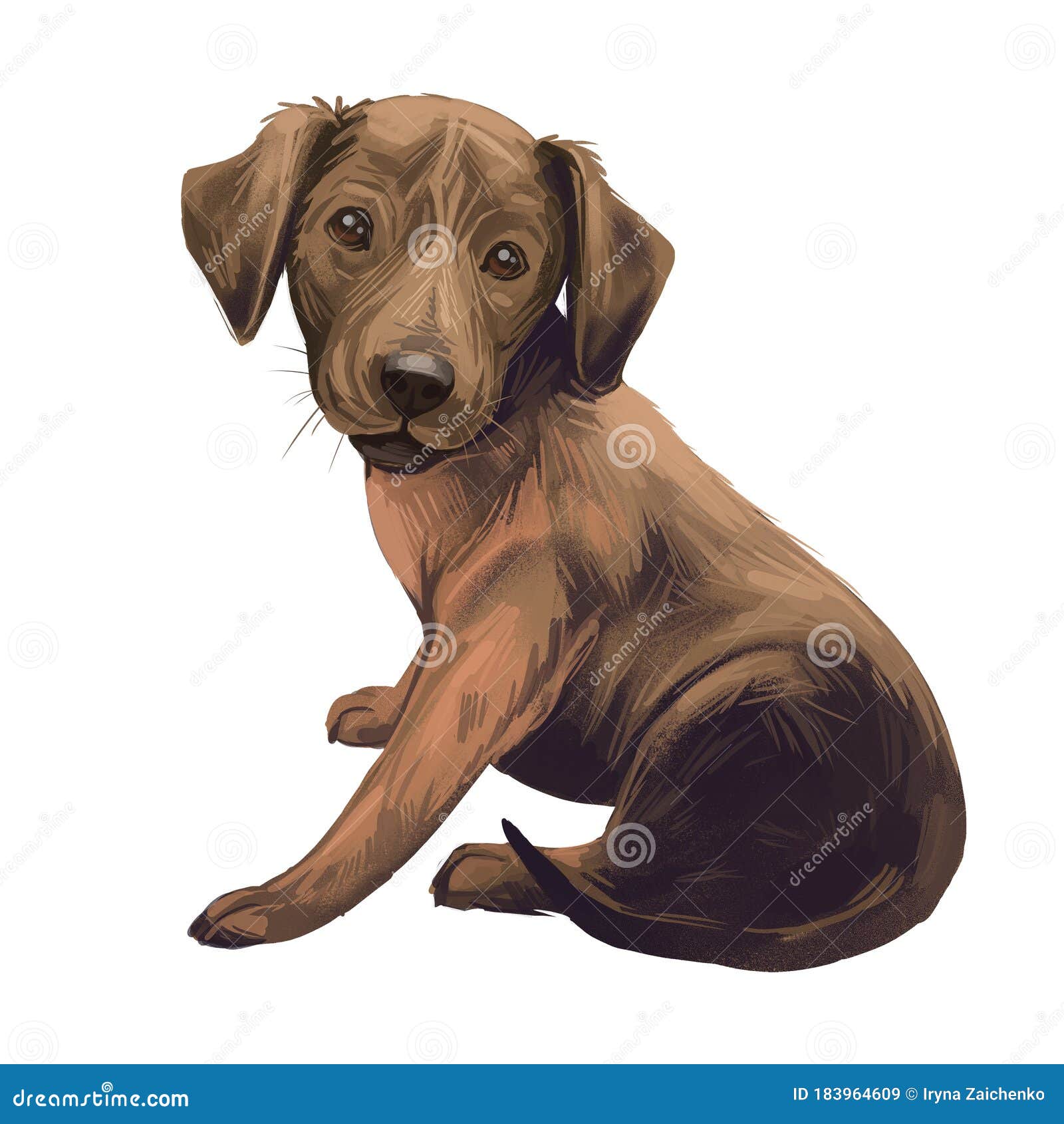 Treeing Cur Dog Isolated Digital Art Illustration Hand Drawn Dog Muzzle Portrait Puppy Cute Pet Dog Breeds Originating From Stock Illustration Illustration Of Curly Face 183964609