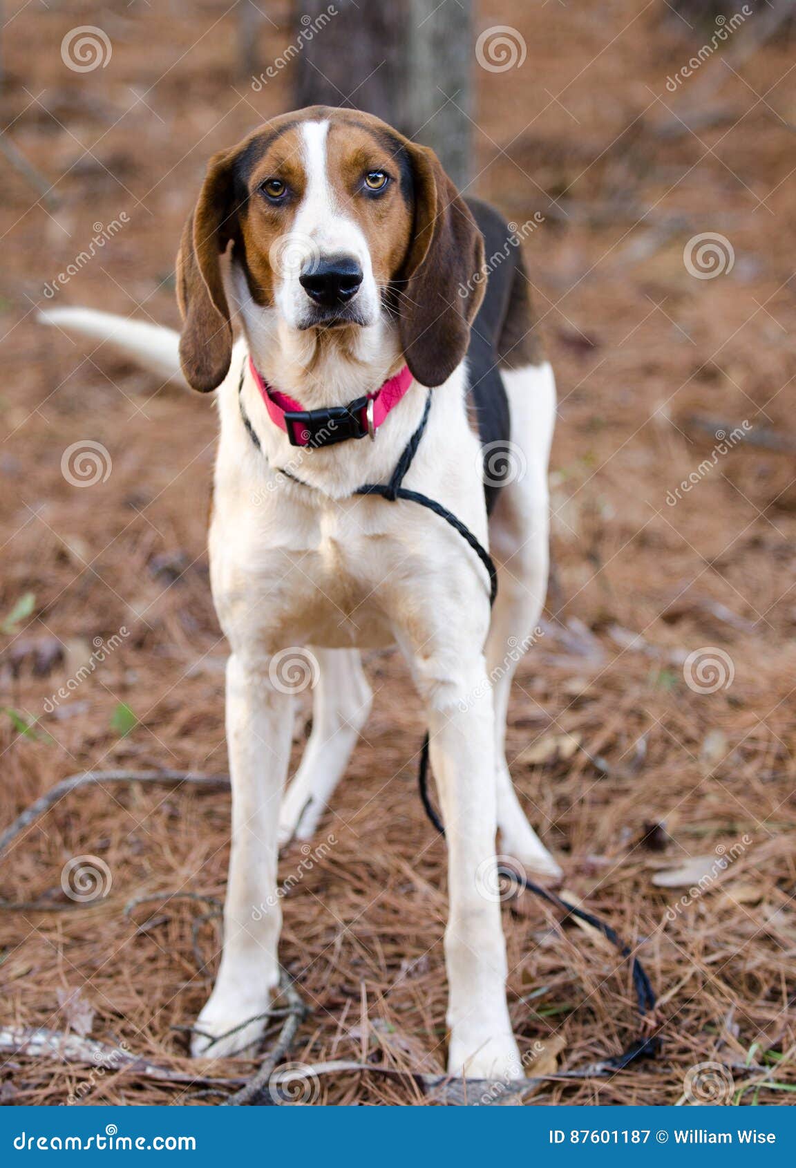 Treeing Tennessee Walker Coonhound Stock Image Image Of Gray Animal