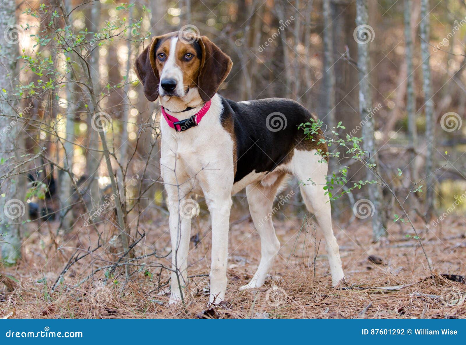Treeing Tennessee Walker Coonhound Profile Foto de Stock Imagem de labrador, cinzento 87601292