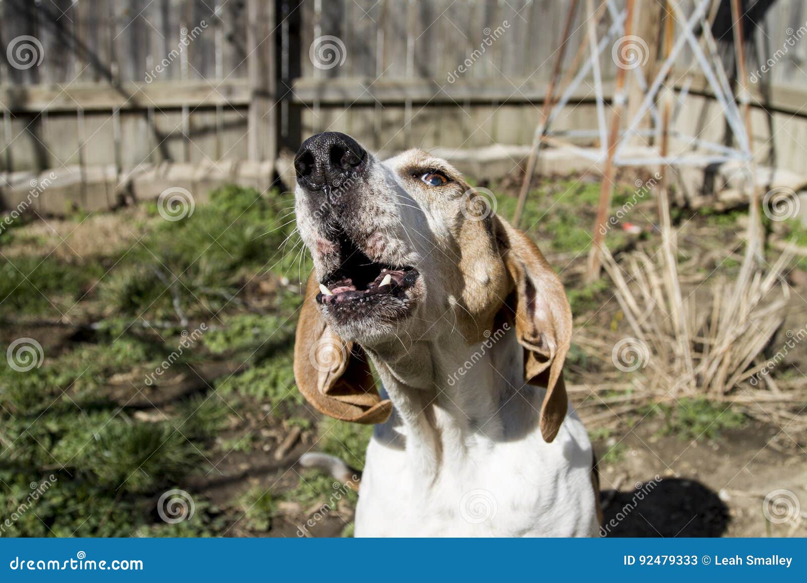 treeing walker coonhound howl