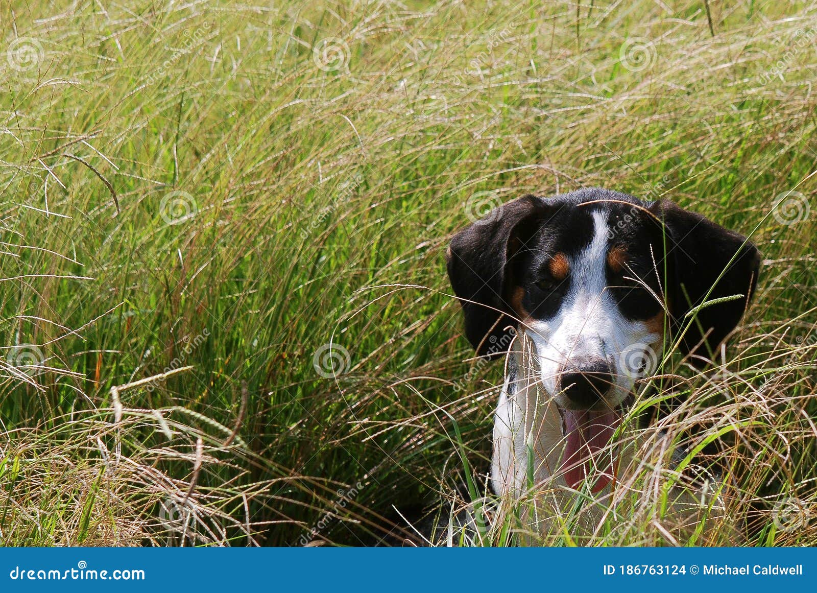 Treeing Walker Coonhound Waving In The Tall Grass Stock Photo Image Of Grass Waving 186763124