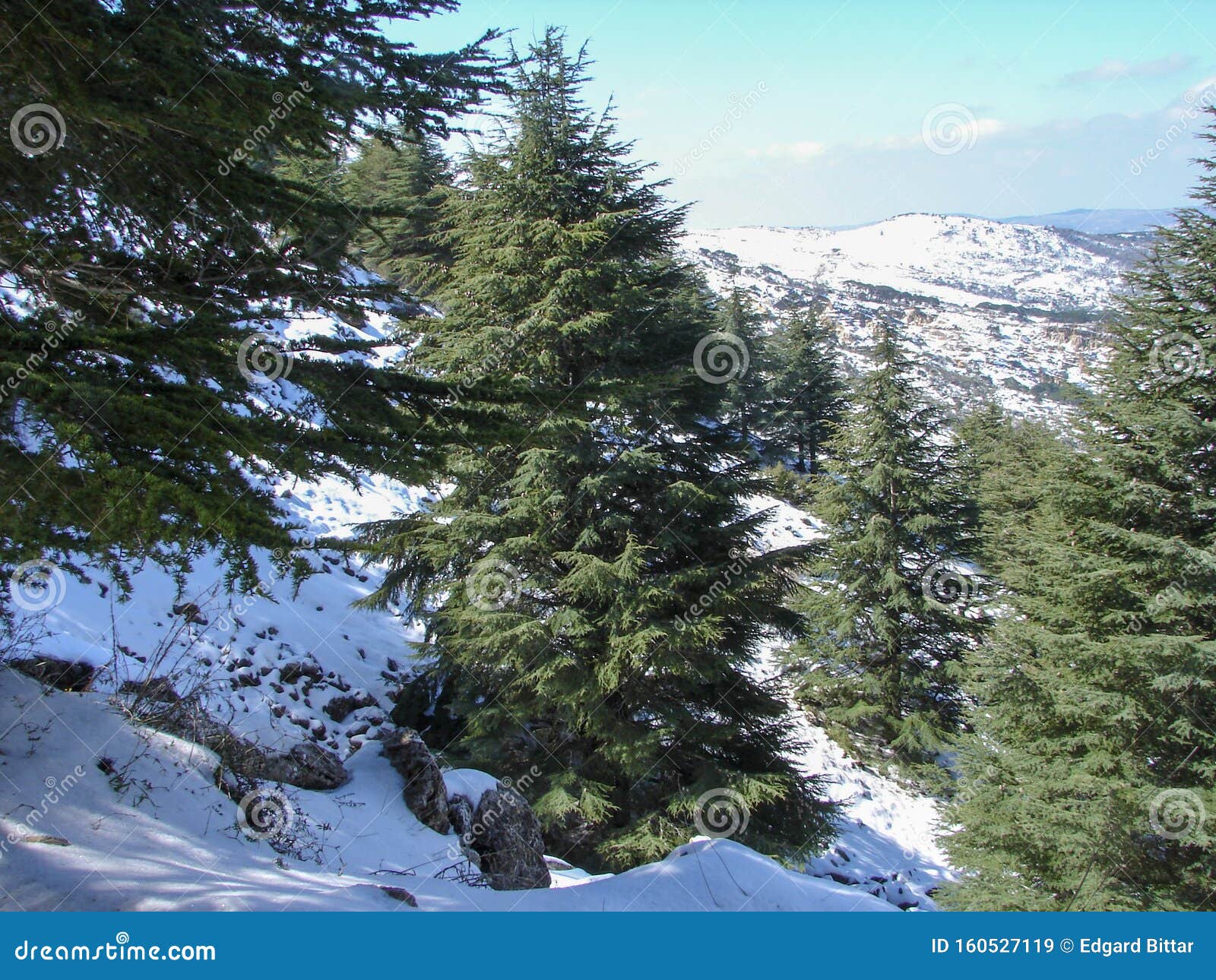 Arz Al Barouk Lebanon Cedars Snow Season Stock Image Image Of Forest