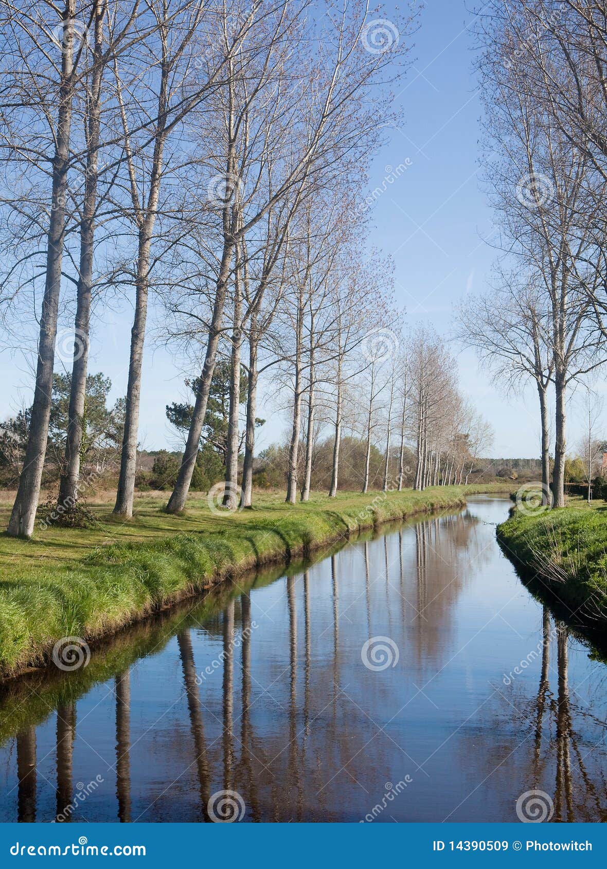 Trees Along A River Stock Image Image Of Waterside Landscape 14390509