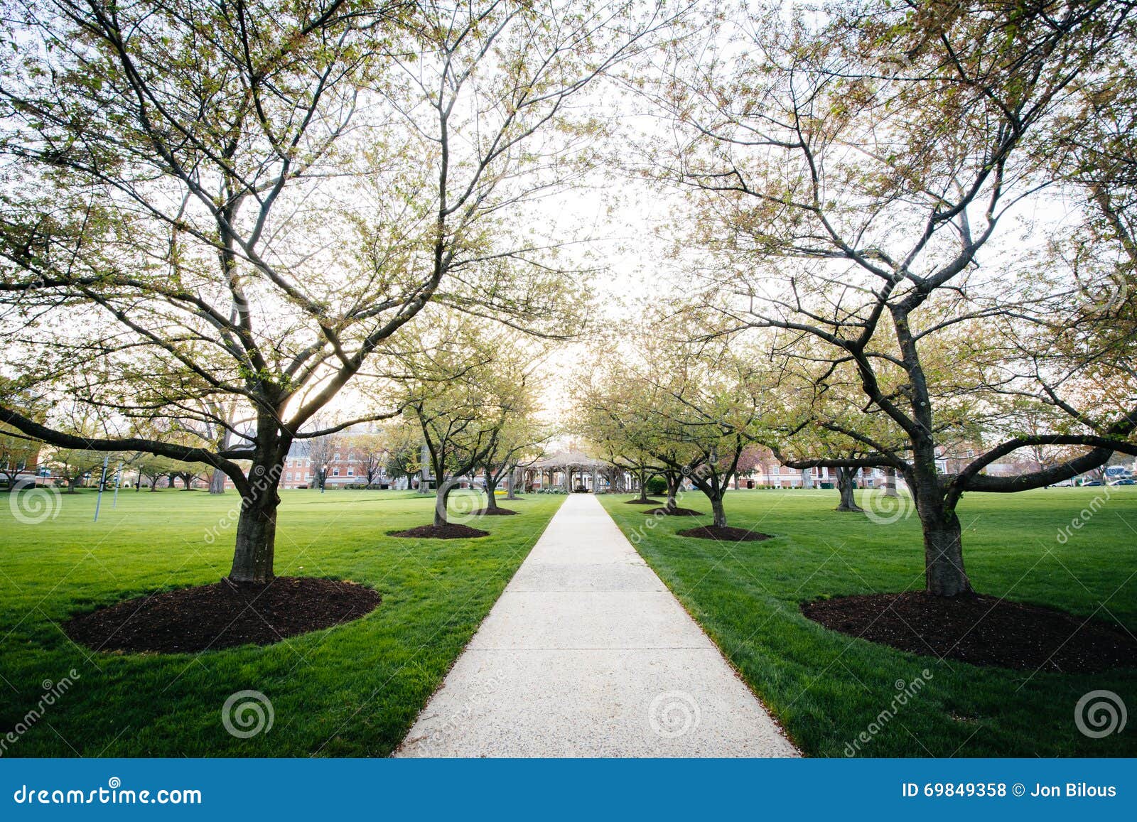 trees along a walkway at hood college, in frederick, maryland.