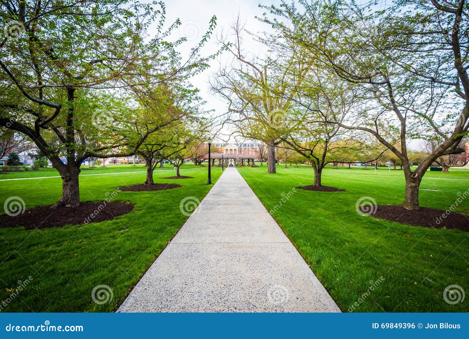 trees along a walkway at hood college, in frederick, maryland.