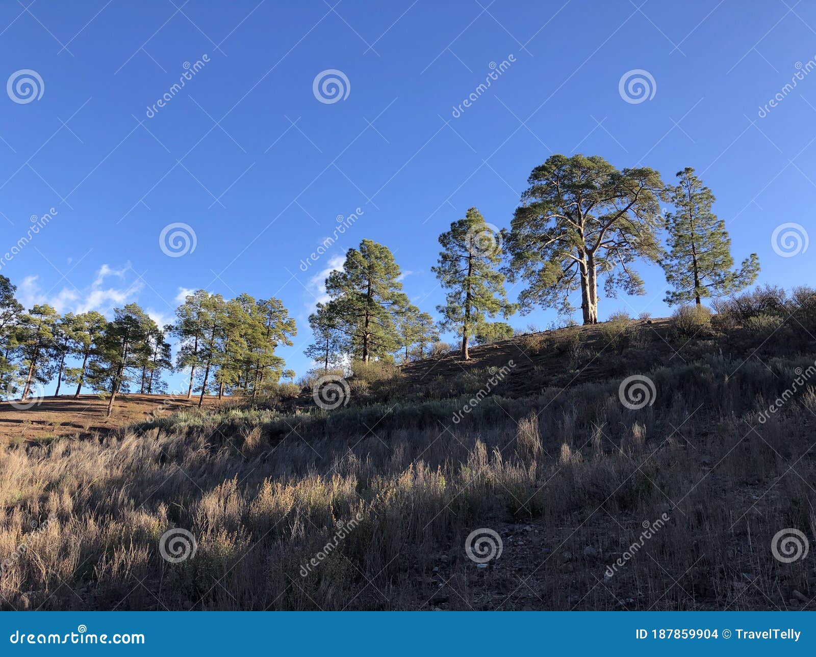 trees around las ninas reservoir