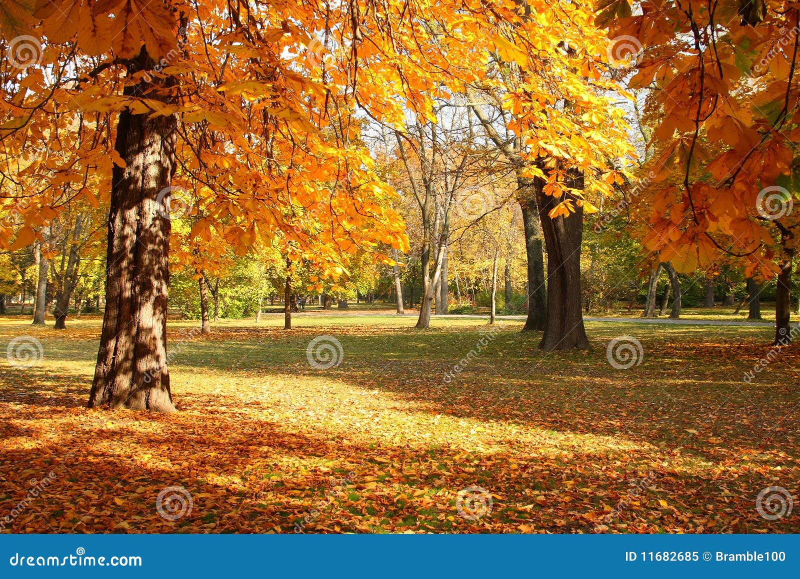 Trees in autumn stock image. Image of colour, plants - 11682685