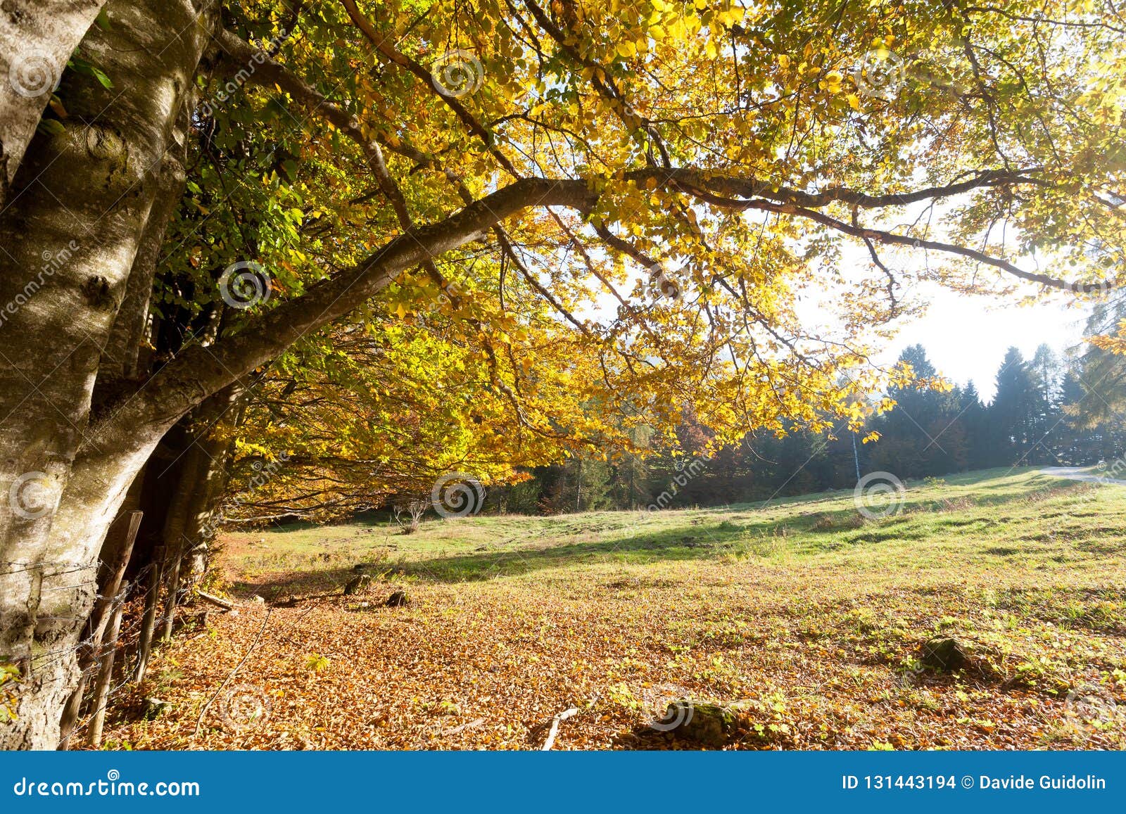 trees in autumn season background. beauty in nature. autumn lansdscape