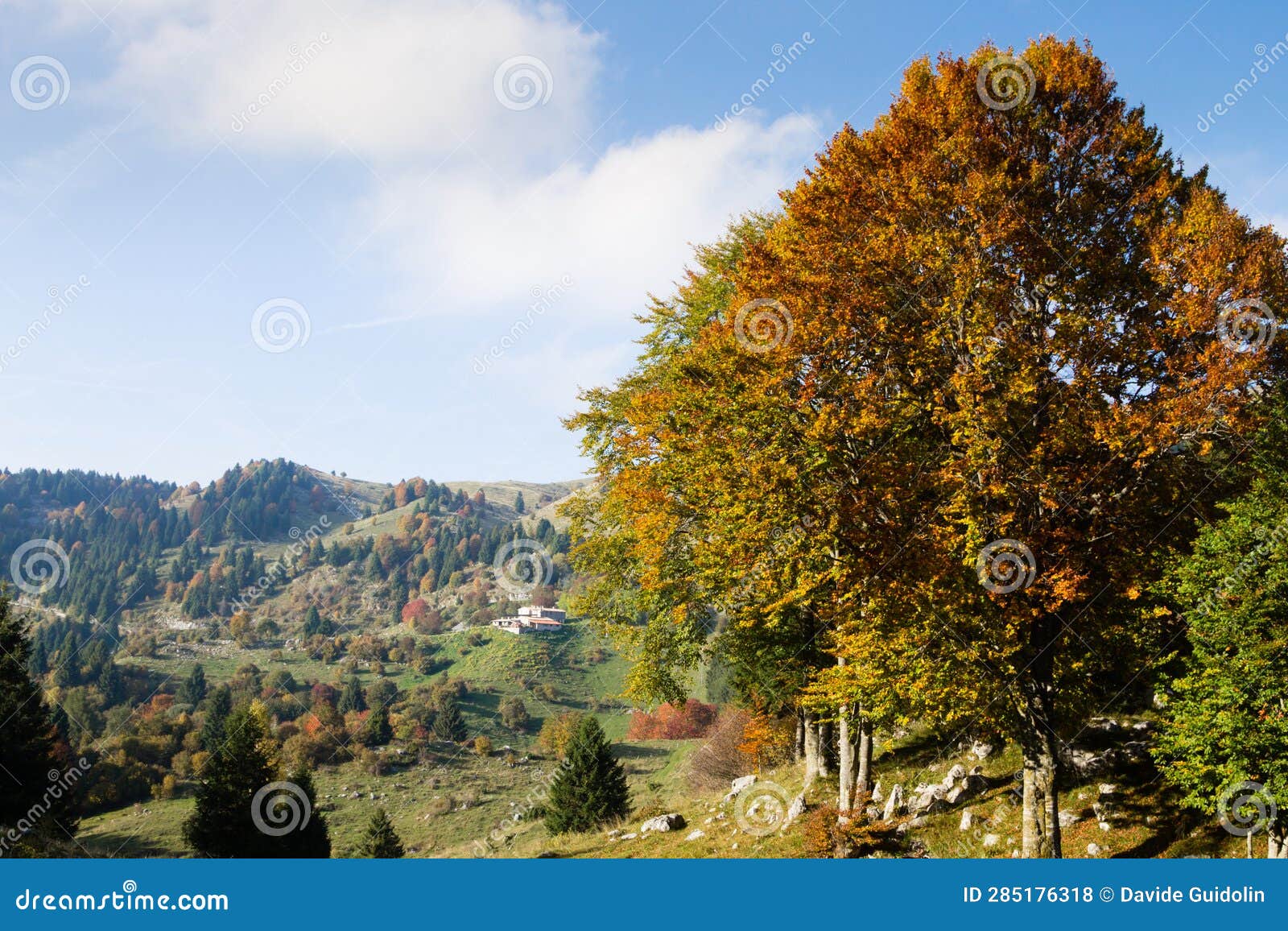 trees in autumn season background. autumn lansdscape