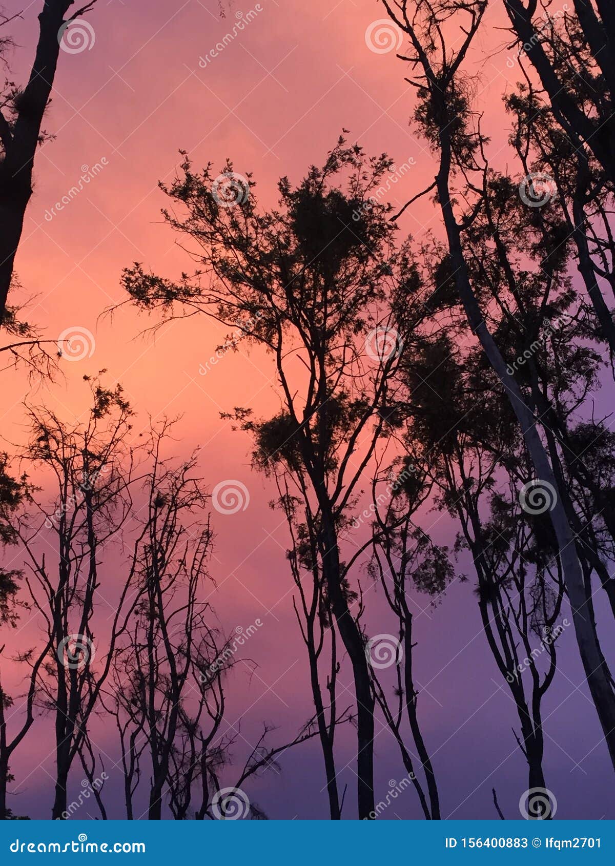 trees beautiful sky