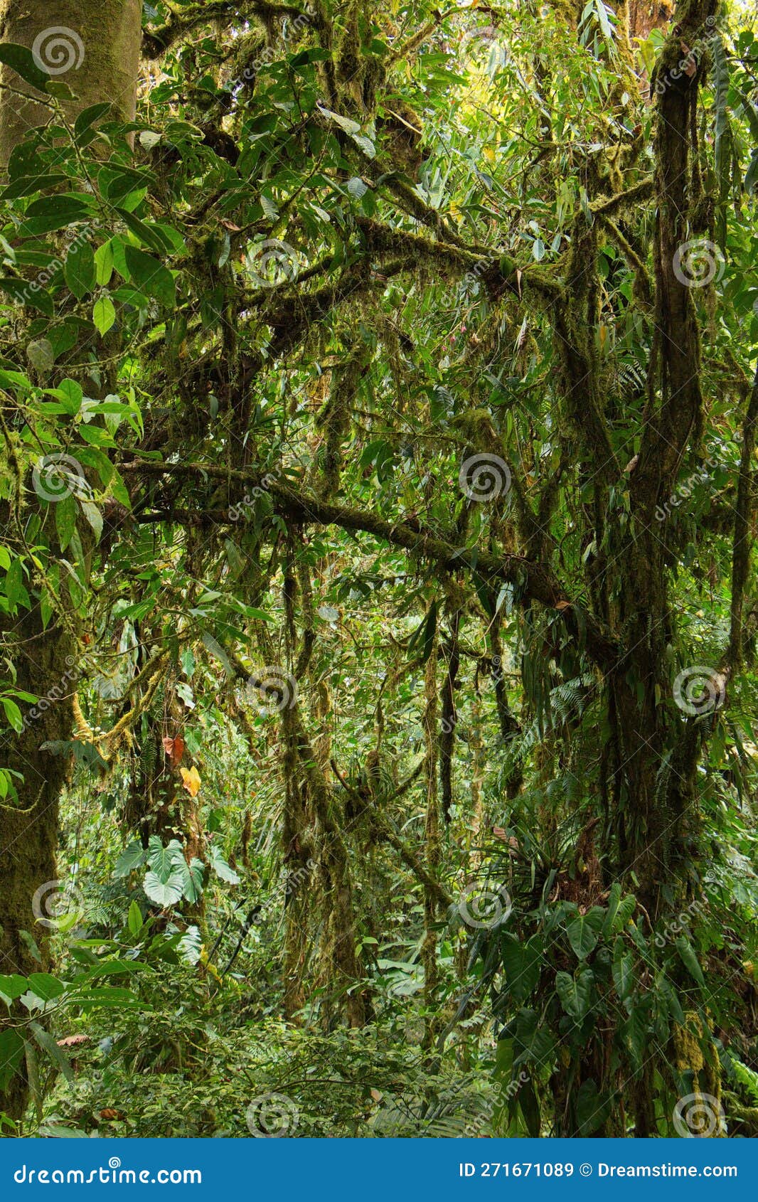 trees in bosque nuboso national park near santa elena in costa rica