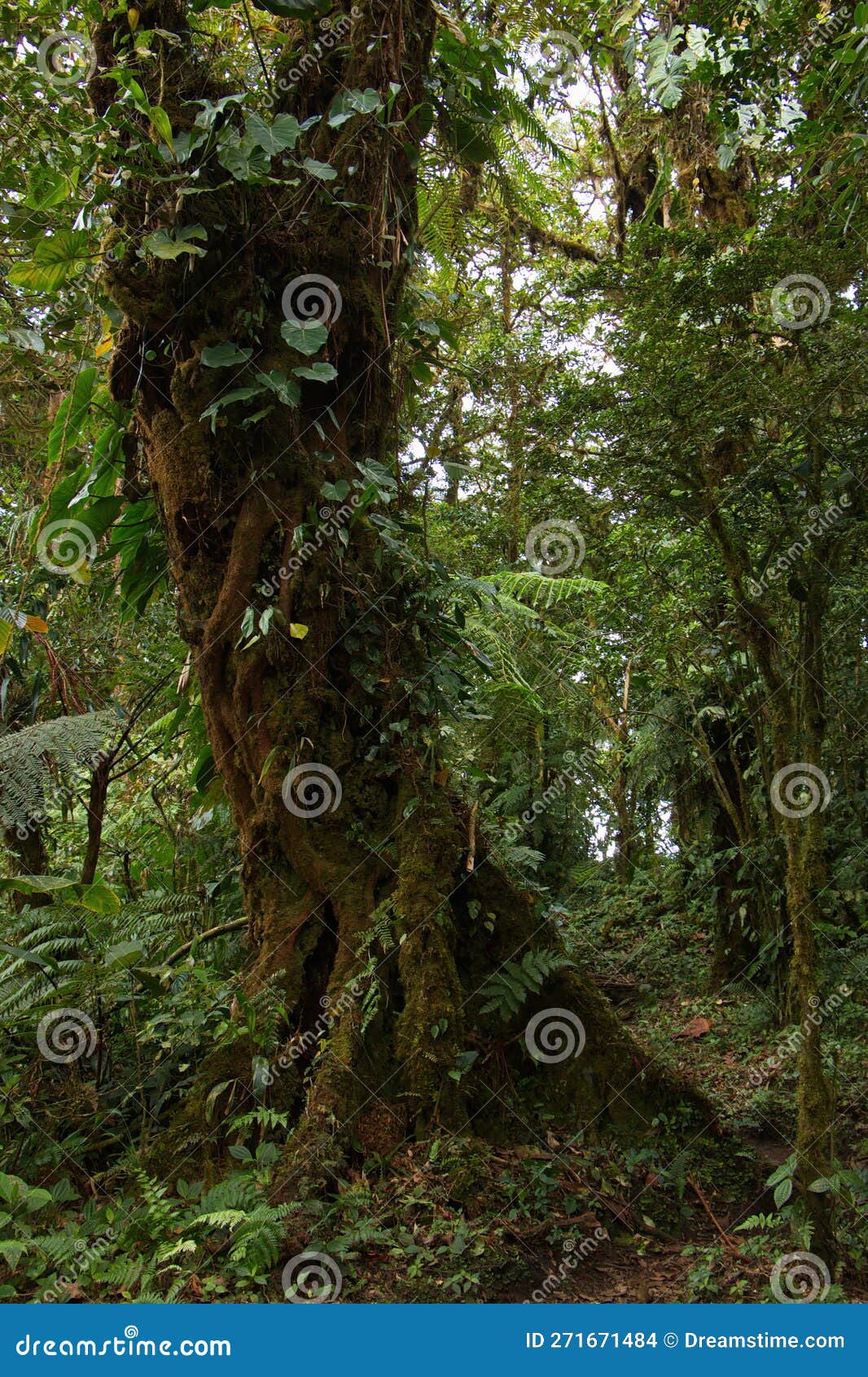 trees in bosque nuboso national park near santa elena in costa rica