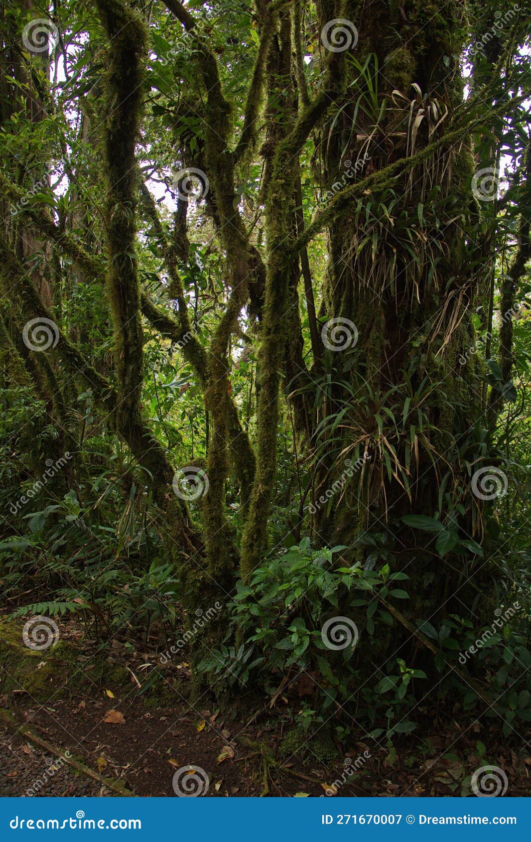 trees in bosque nuboso national park near santa elena in costa rica
