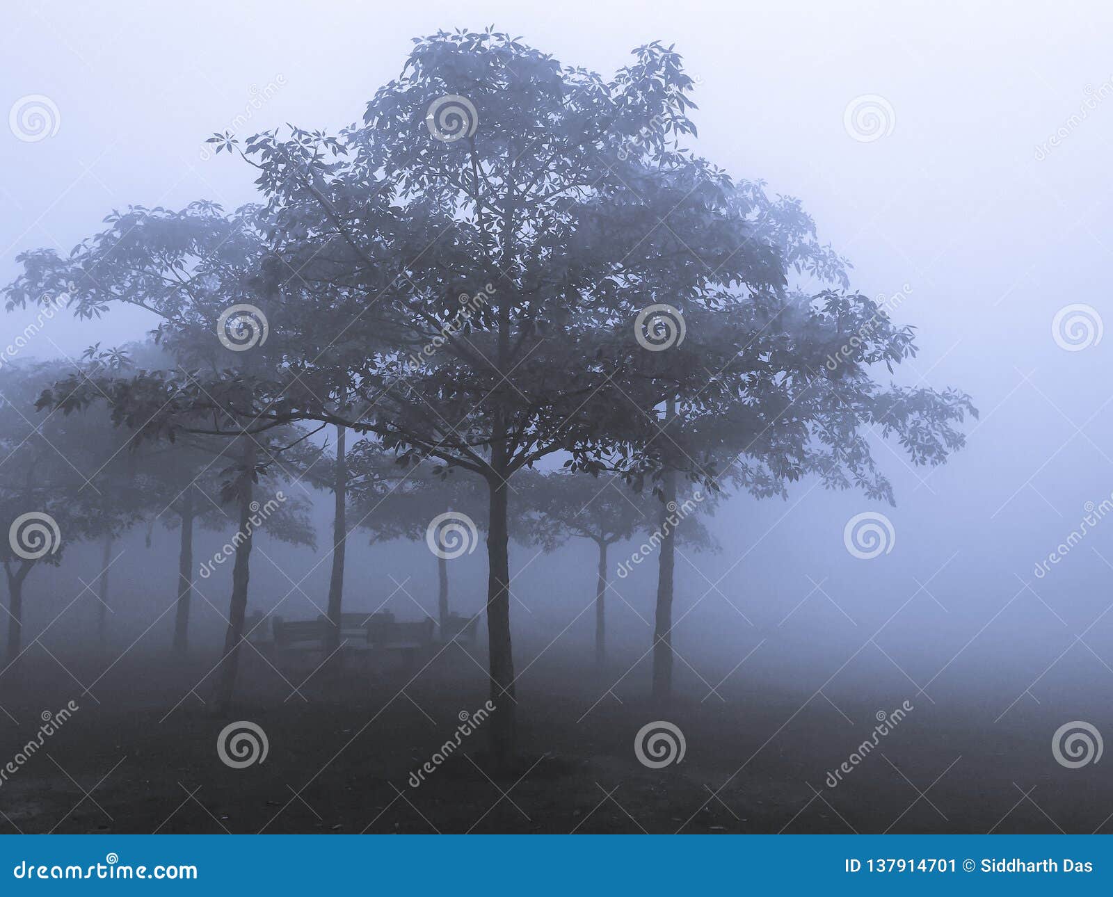 Trees and Branches in Foggy Weather Stock Image - Image of swinging