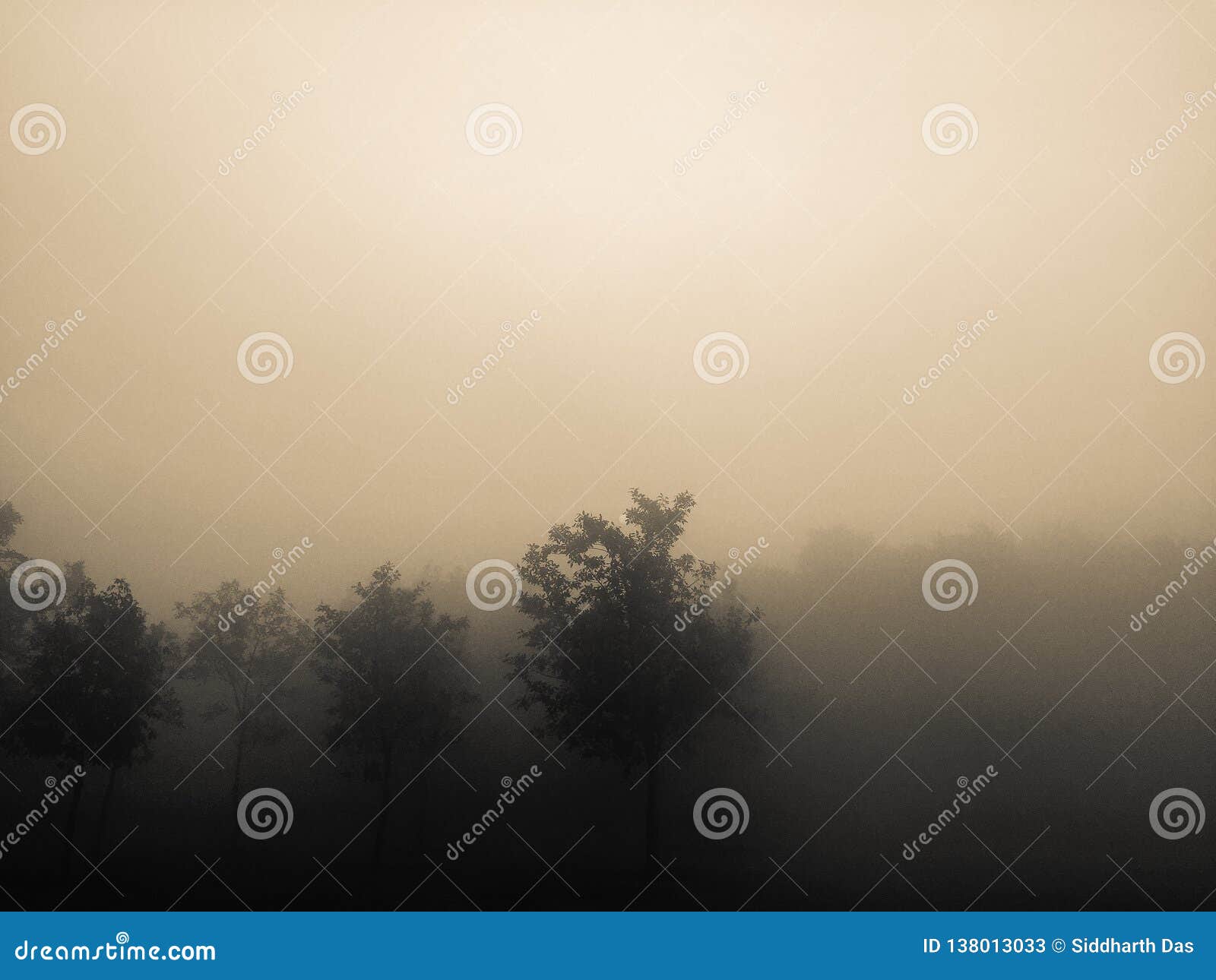 Trees and Branches in Foggy Weather Stock Image - Image of foggy