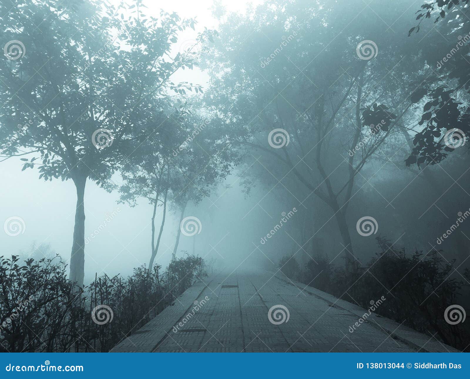 Trees and Branches in Foggy Weather Stock Photo - Image of park