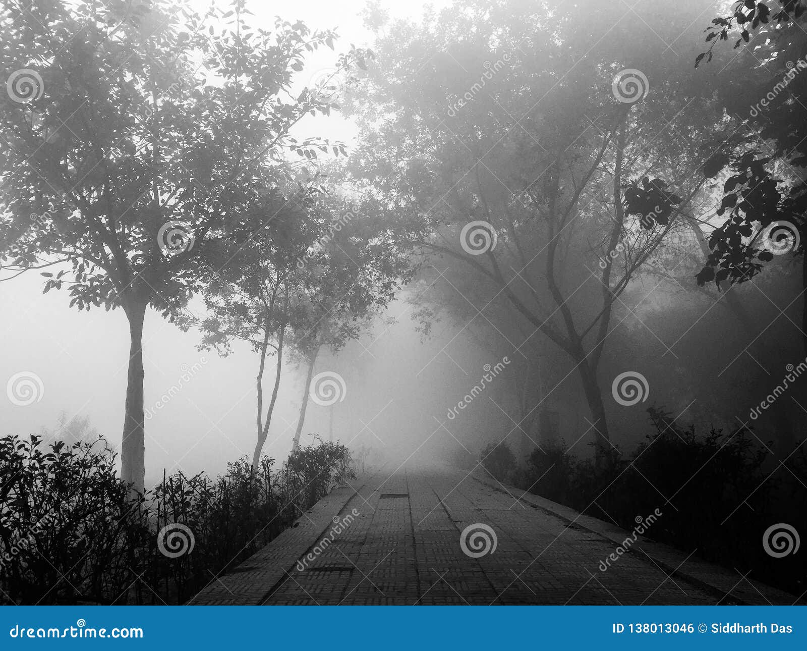 Trees and Branches in Foggy Weather Stock Photo - Image of seesaw