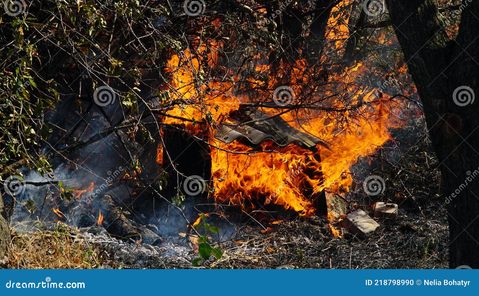 Trees are Burning in a Forest Fire. Fire in the Grass. Burning Grass in
