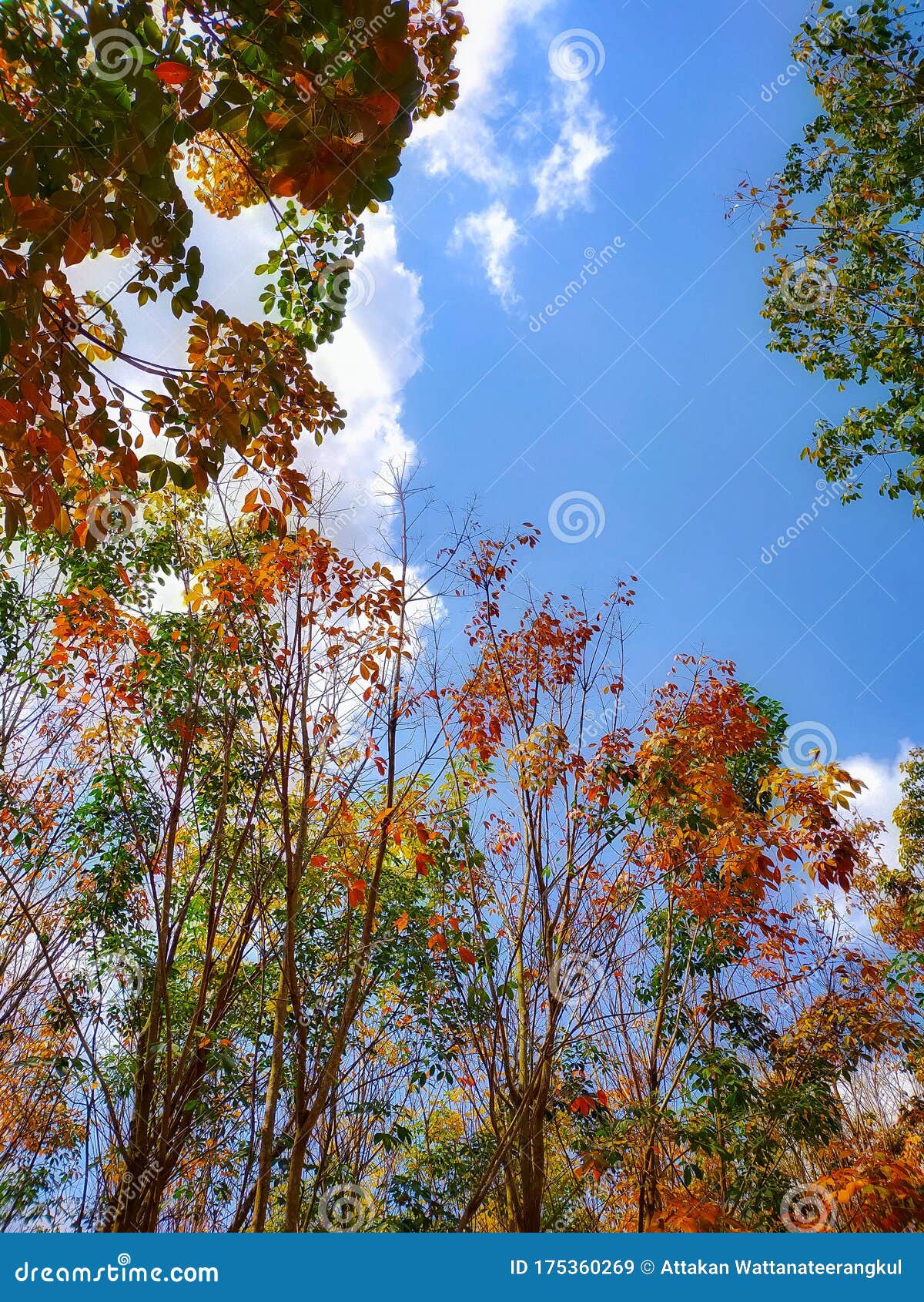 Trees and changing seasons stock image. Image of changing - 175360269