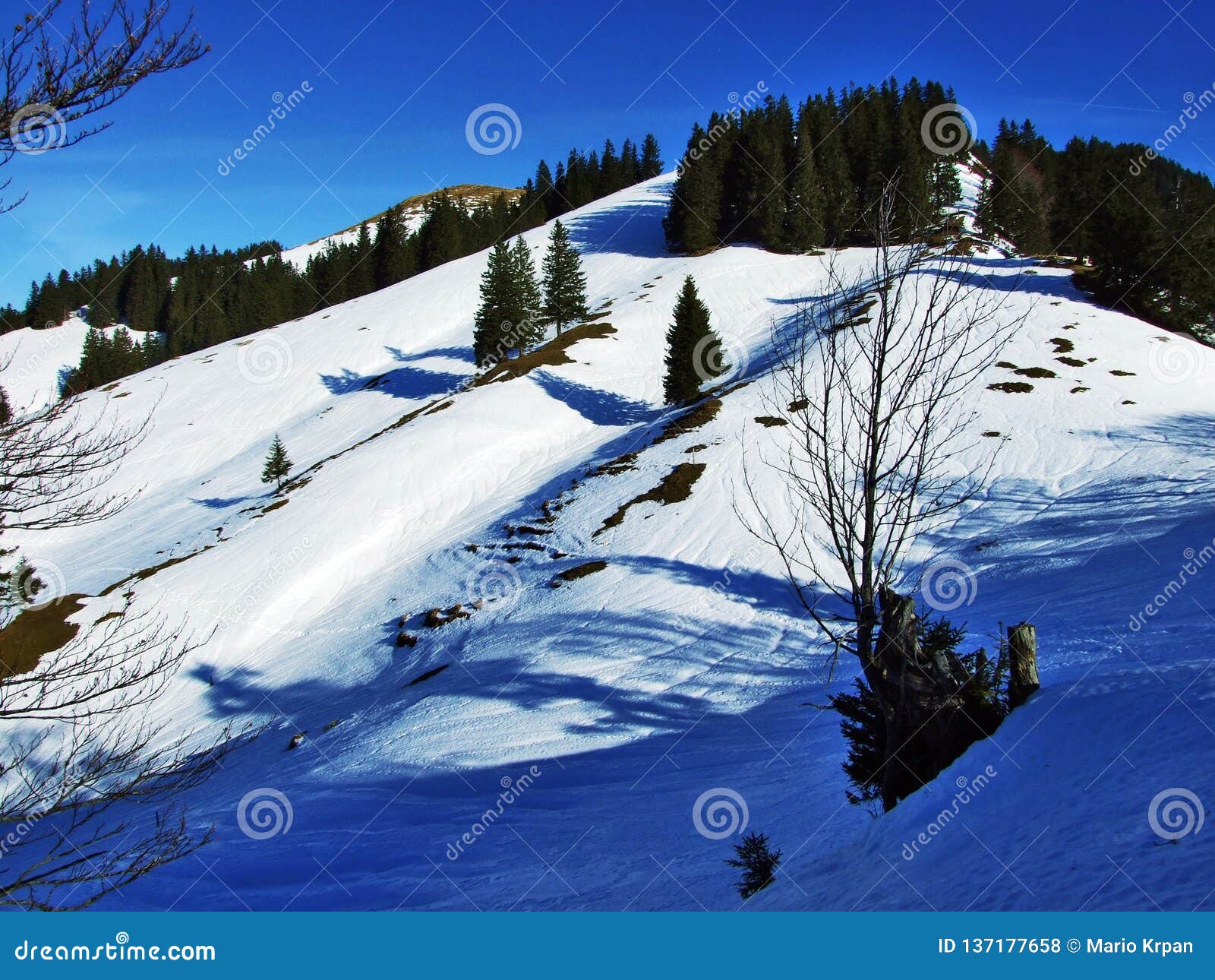 trees and coniferous forests on the slopes of the spitzli hill