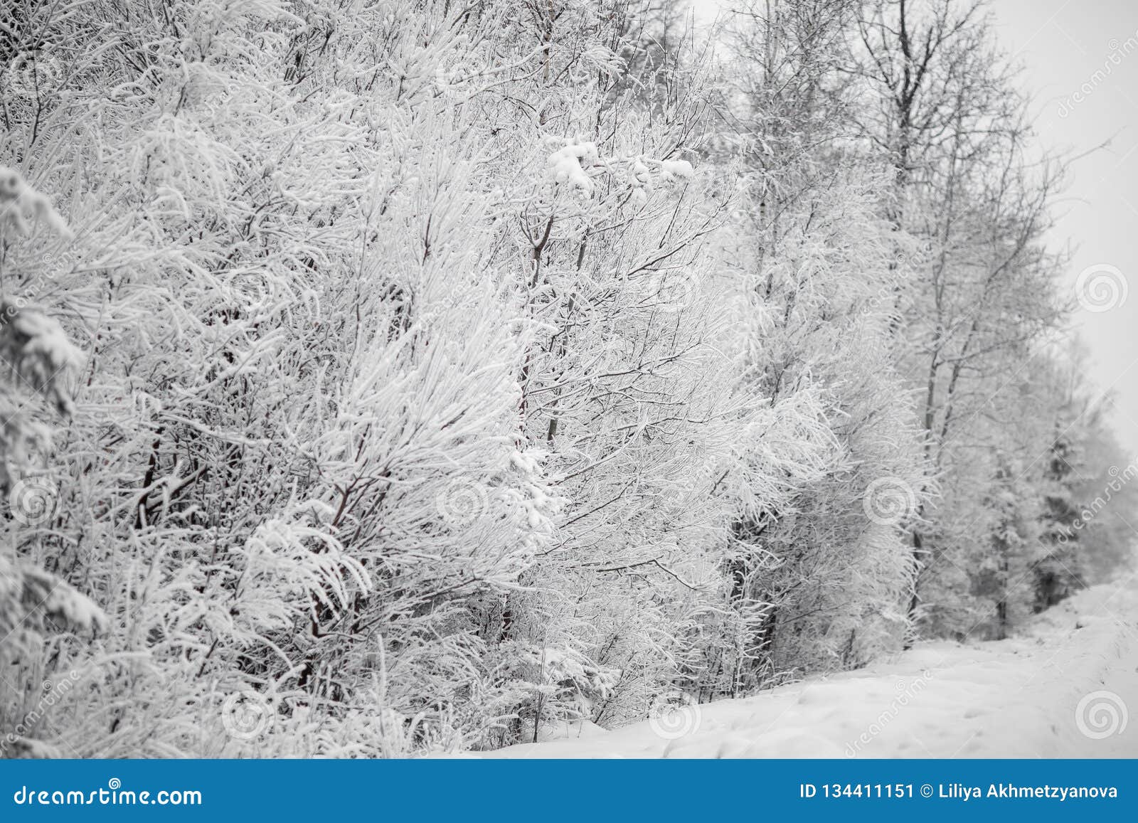 Trees Covered with Lots of Snow Stock Image - Image of silver, golden ...