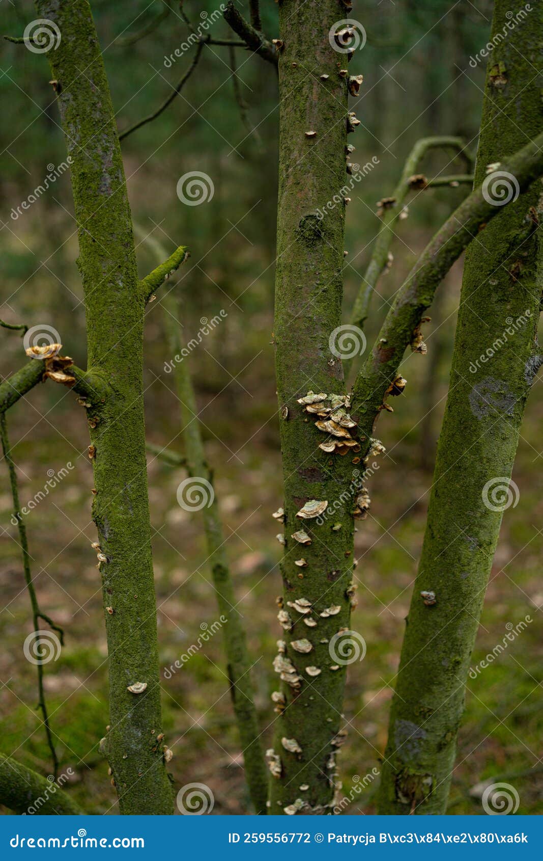 trees covered with moss green trees, branches. huba.