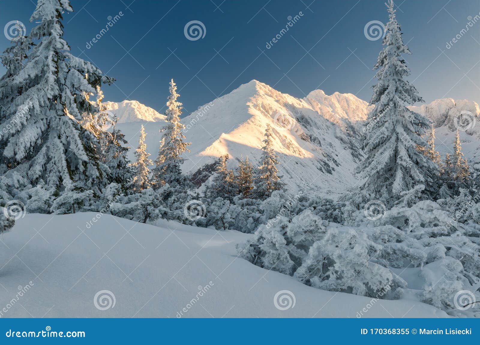 snowy pine trees, tatra mountains, poland