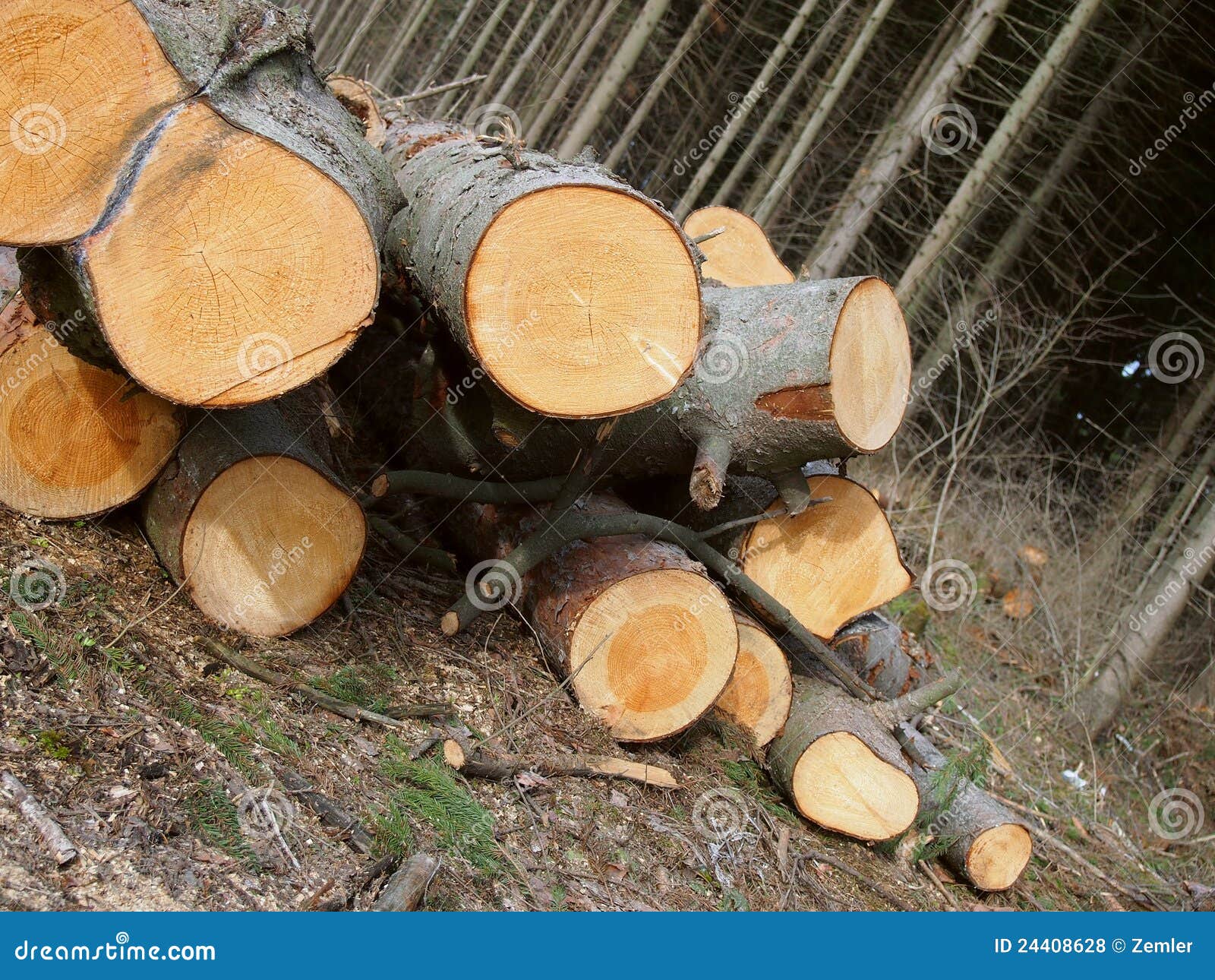 Trees cut down stock photo. Image of ecological, fell 24408628