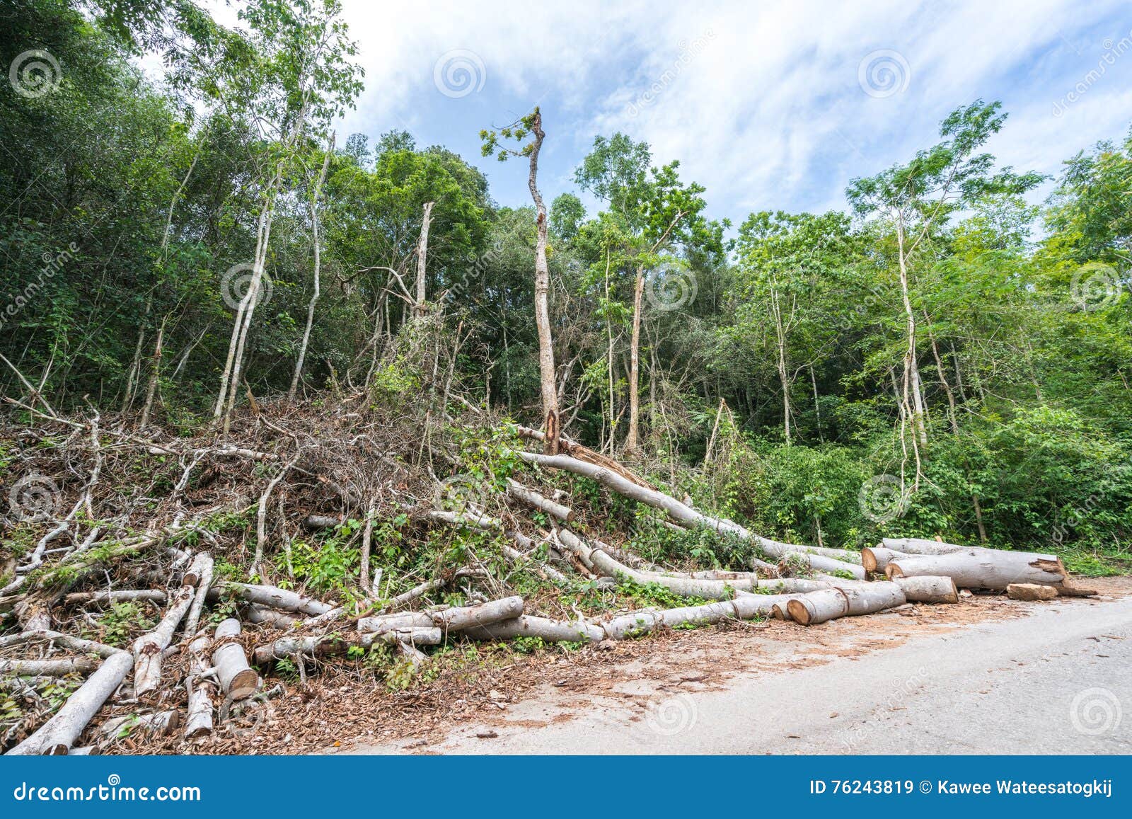 trees cut down per day