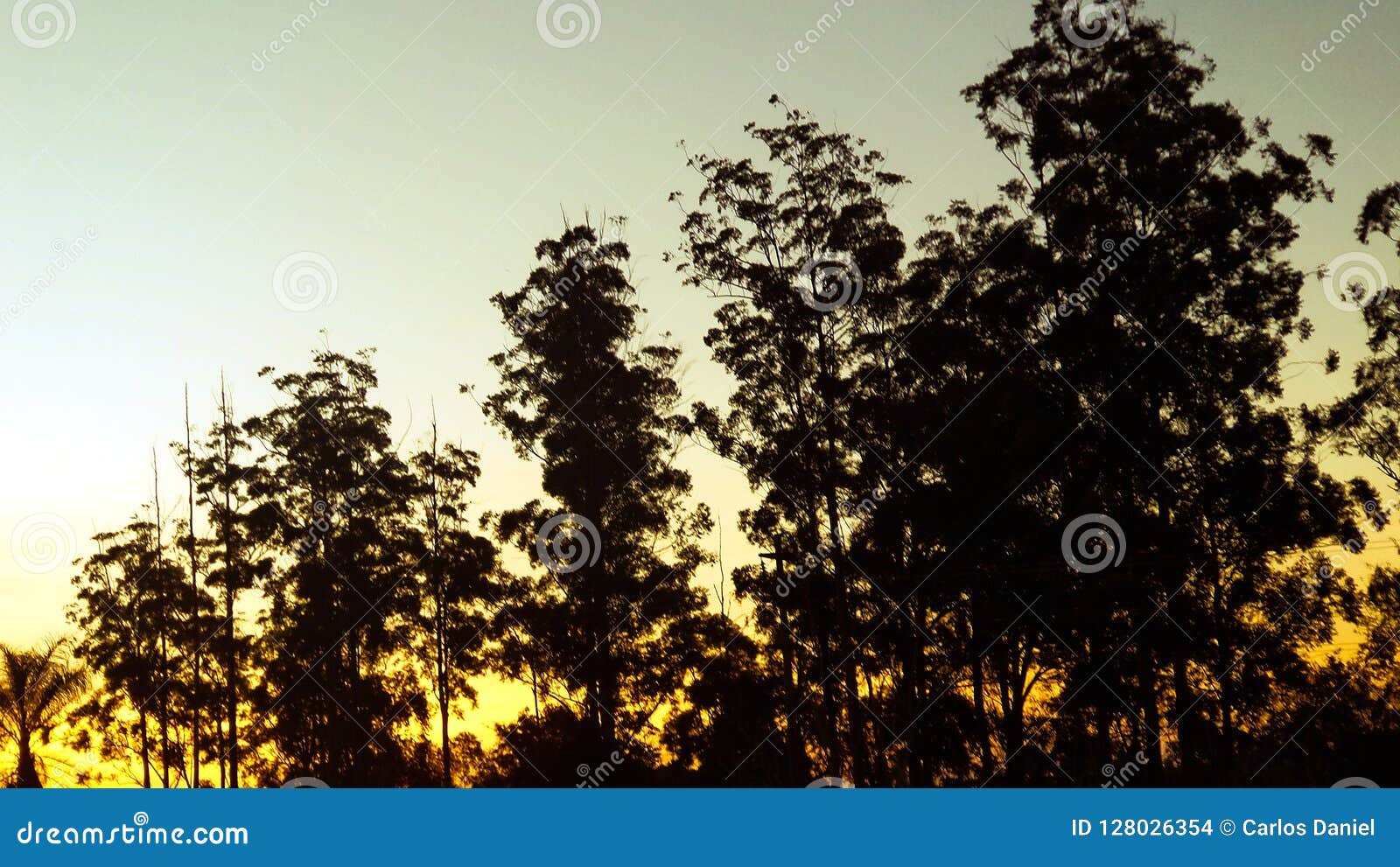 view of some trees in a sunset