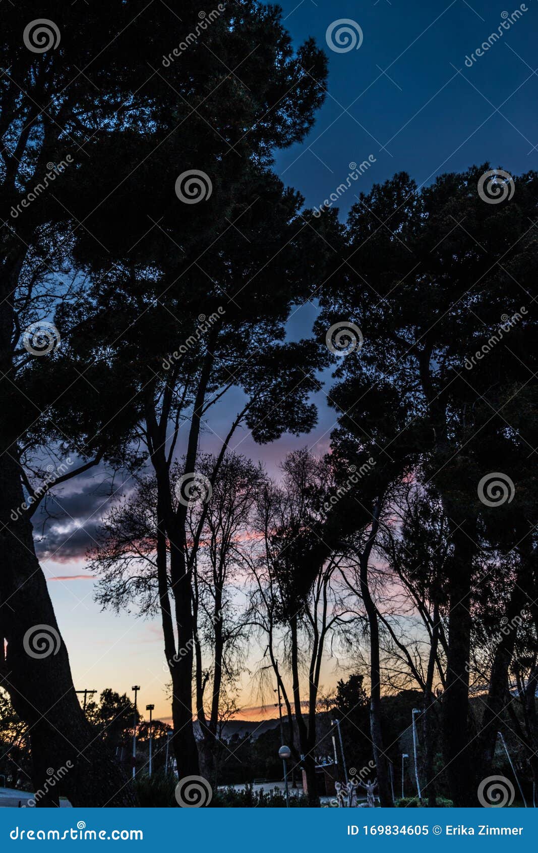 trees in the dark and a multicolored sunset