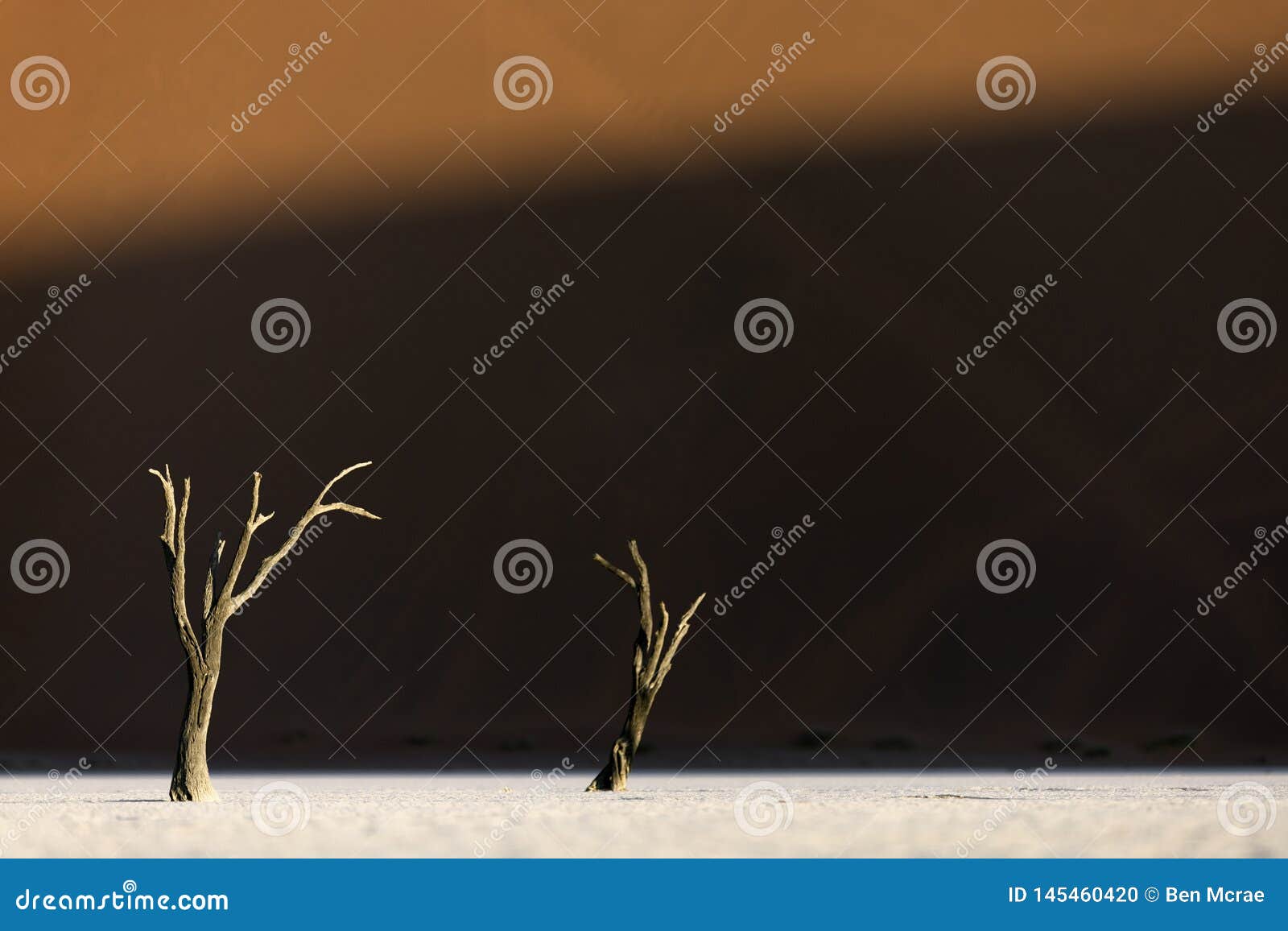 trees in deadvlei, sesriem, sossusvlei, southern namibia. ntwo trees. sand dune in background.