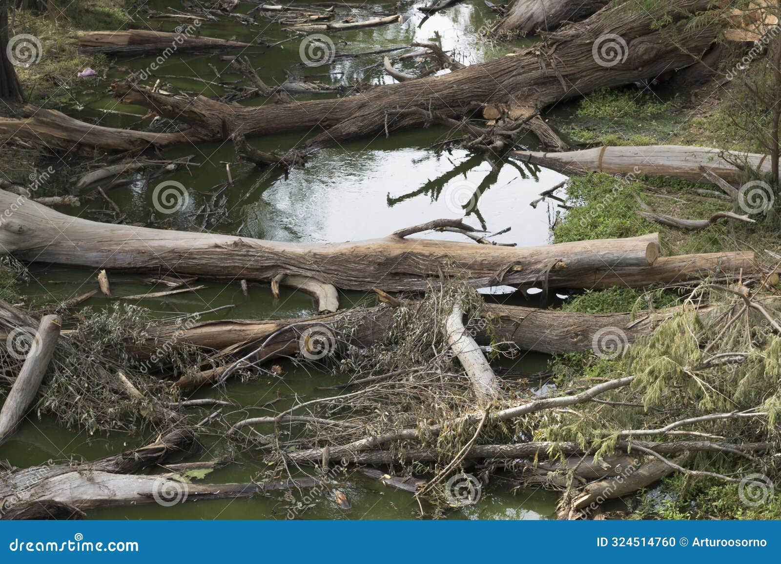 trees destroyed because of ignorant people