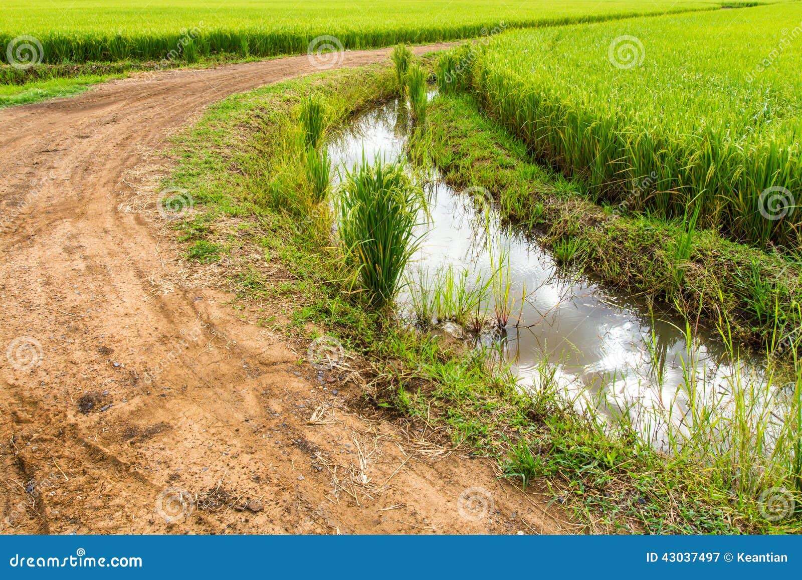 Trees with a ditch stock image. Image of farmland, ditch 43037497