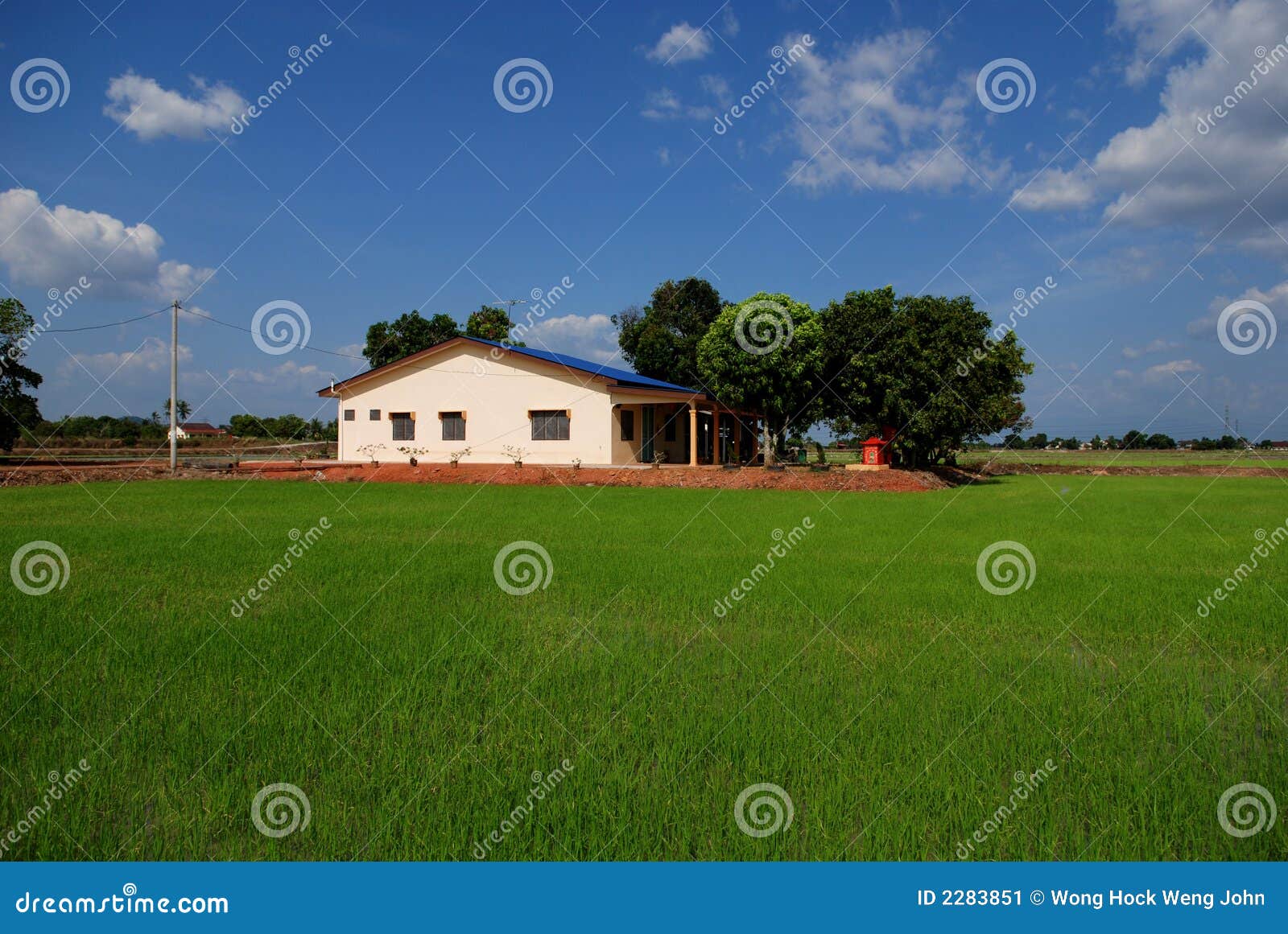 Trees, Farm House ,paddy Field Stock Image Image of countryside