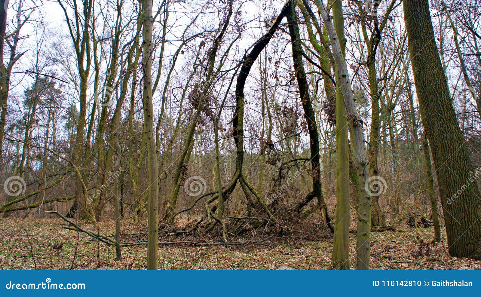 Trees Fell Down stock photo. Image of outdoor, beautiful 110142810