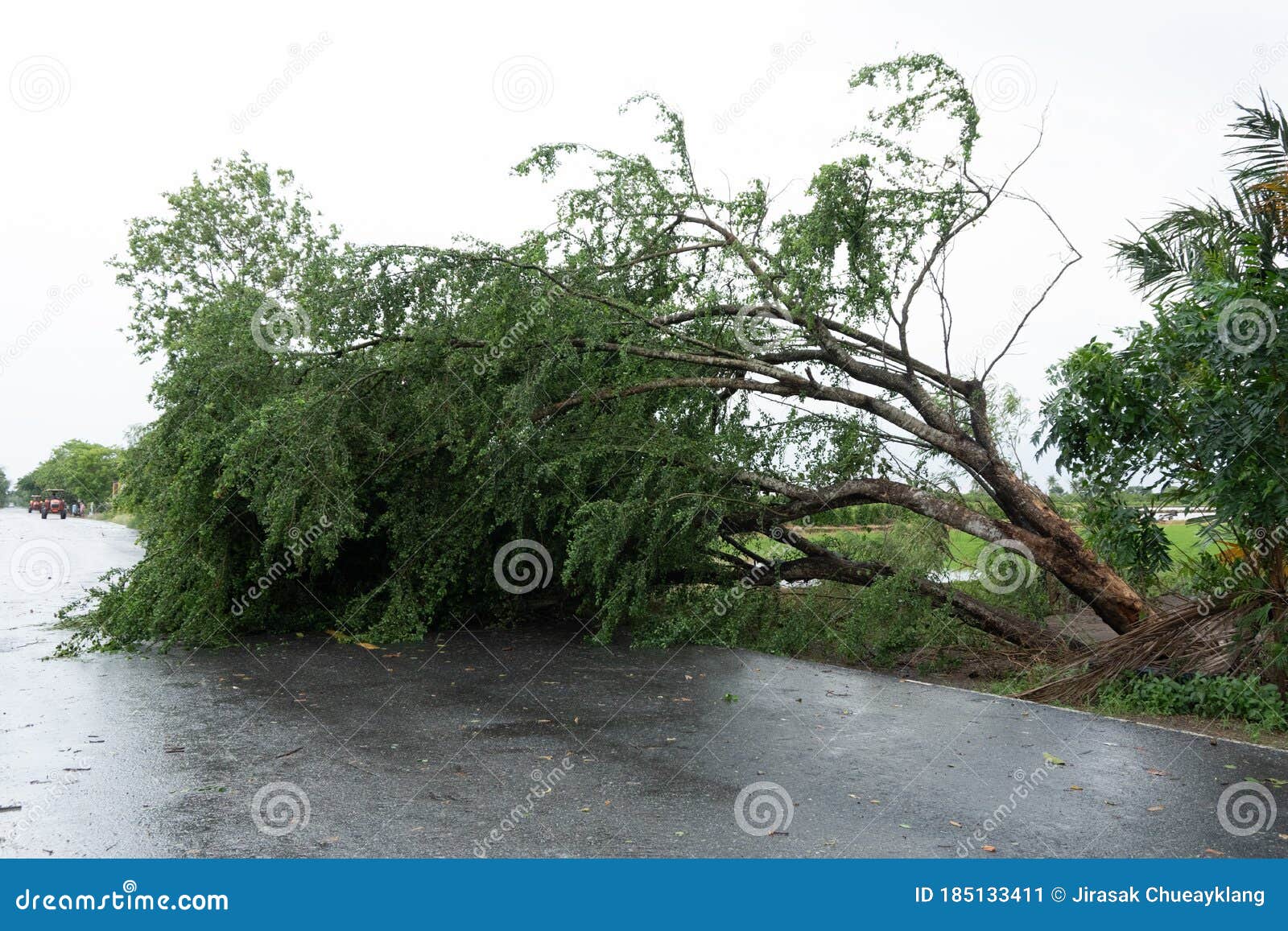 The Trees that Fell Down the Road Stock Image Image of dangerous