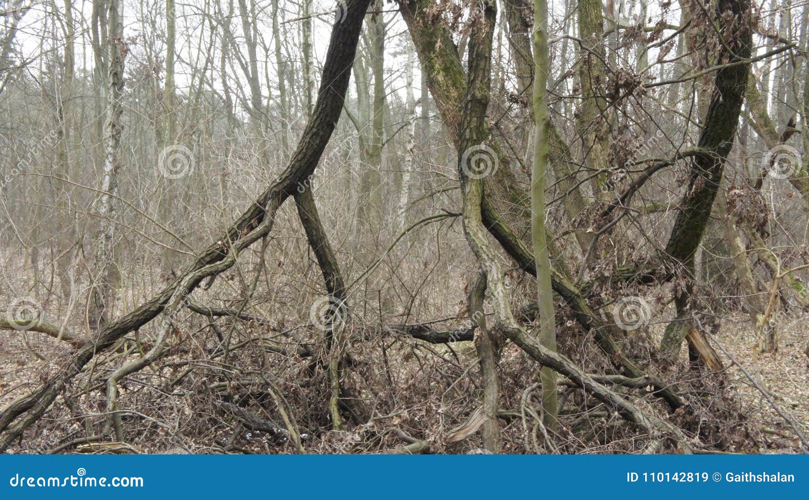 Trees Fell Down stock image. Image of moss, landscape 110142819