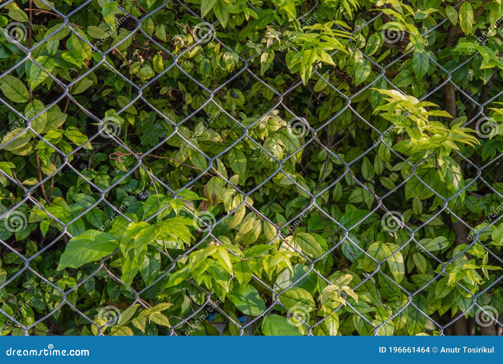 Trees by the Fence on beside the Road Stock Photo Image of light