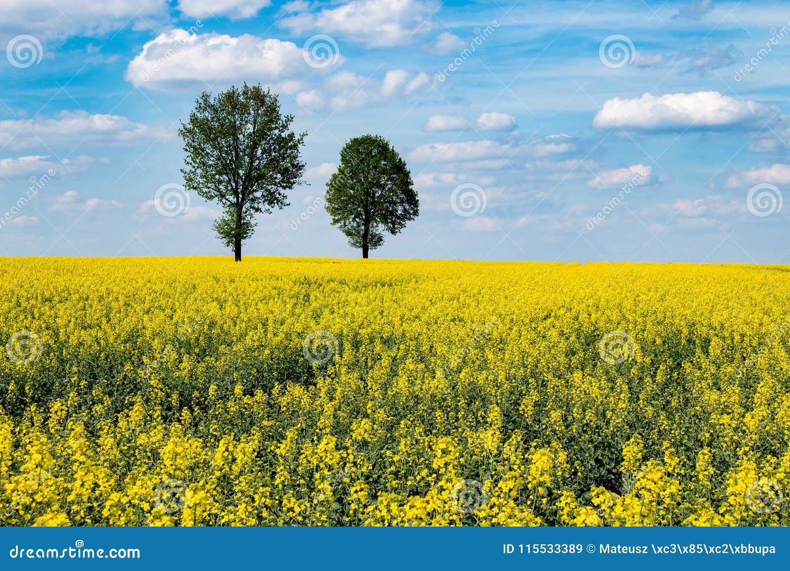 Trees among a Field of Flowers. Stock Image - Image of white, dandelion:  115533389, image size:1600x1157